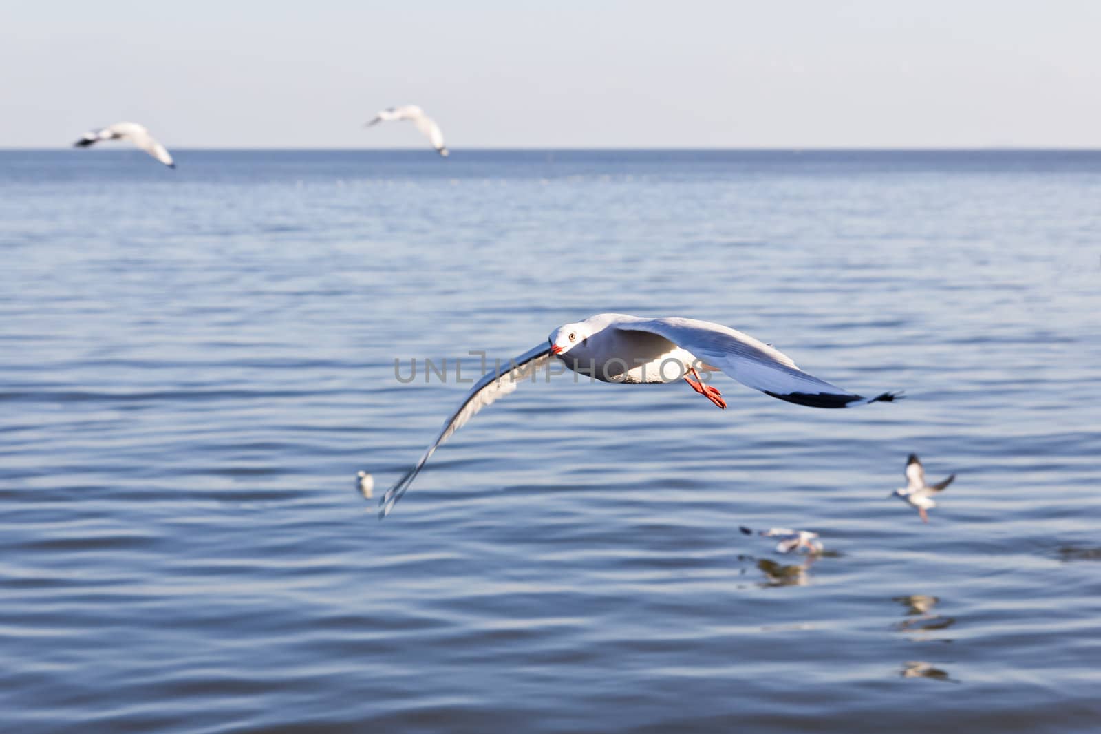 seagull flying on the sea by tungphoto