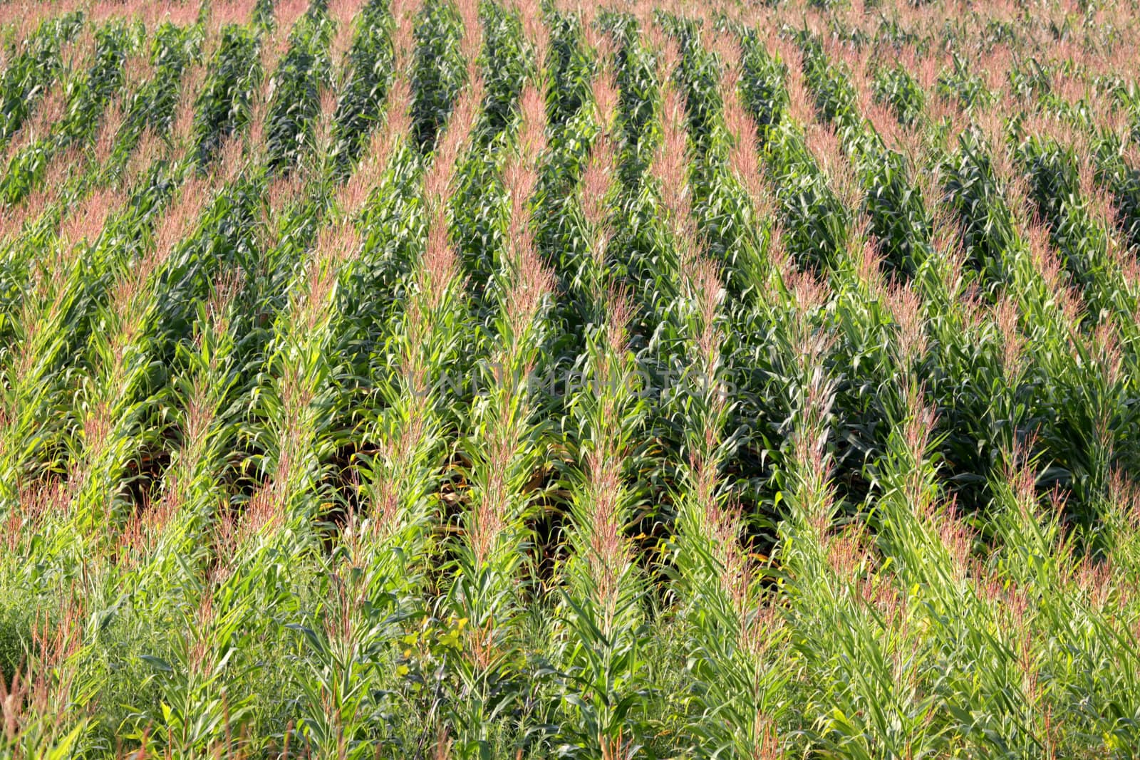 Rows of corn stalks in a large corn field.