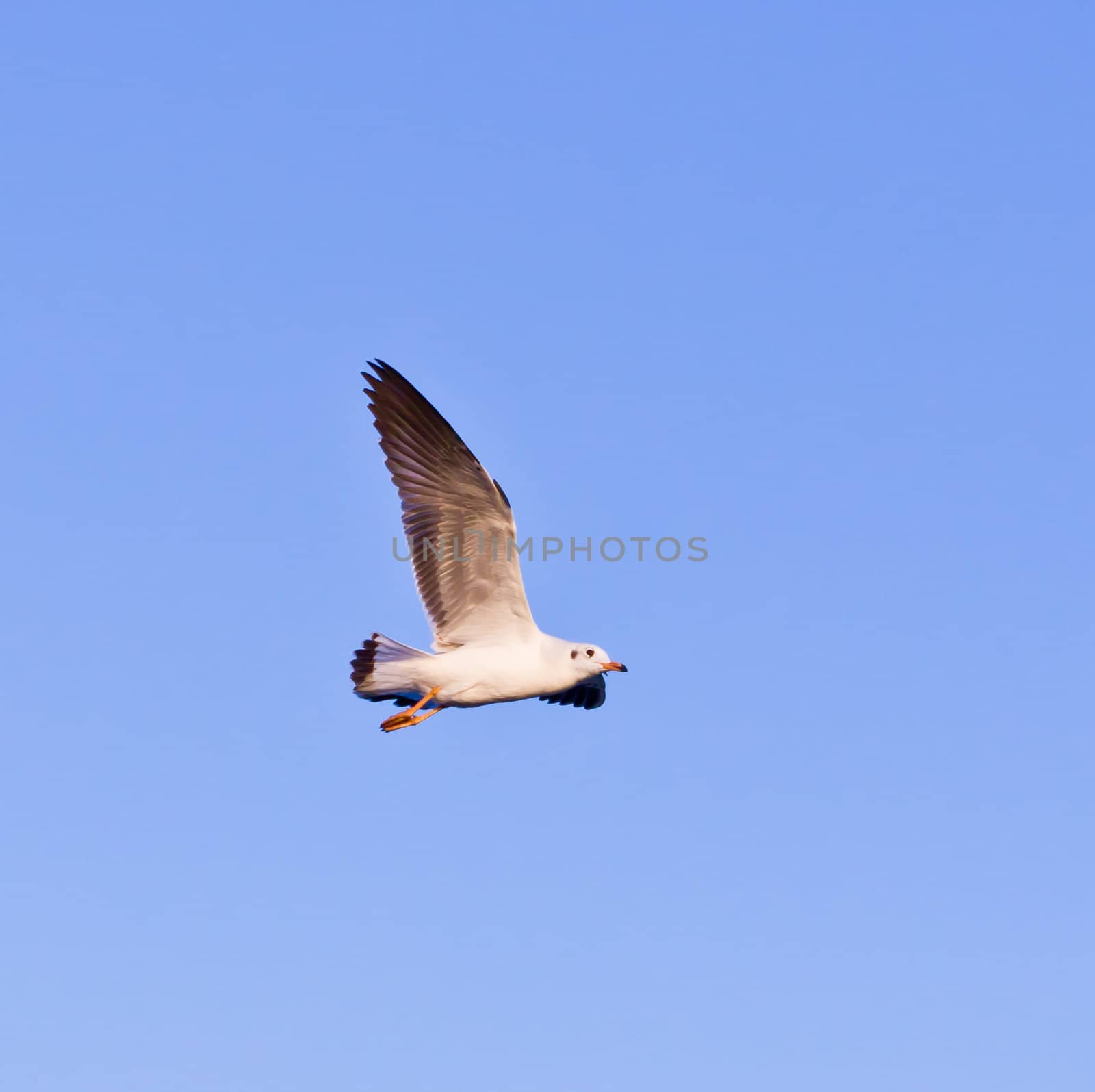 seagull flying on blue sky by tungphoto