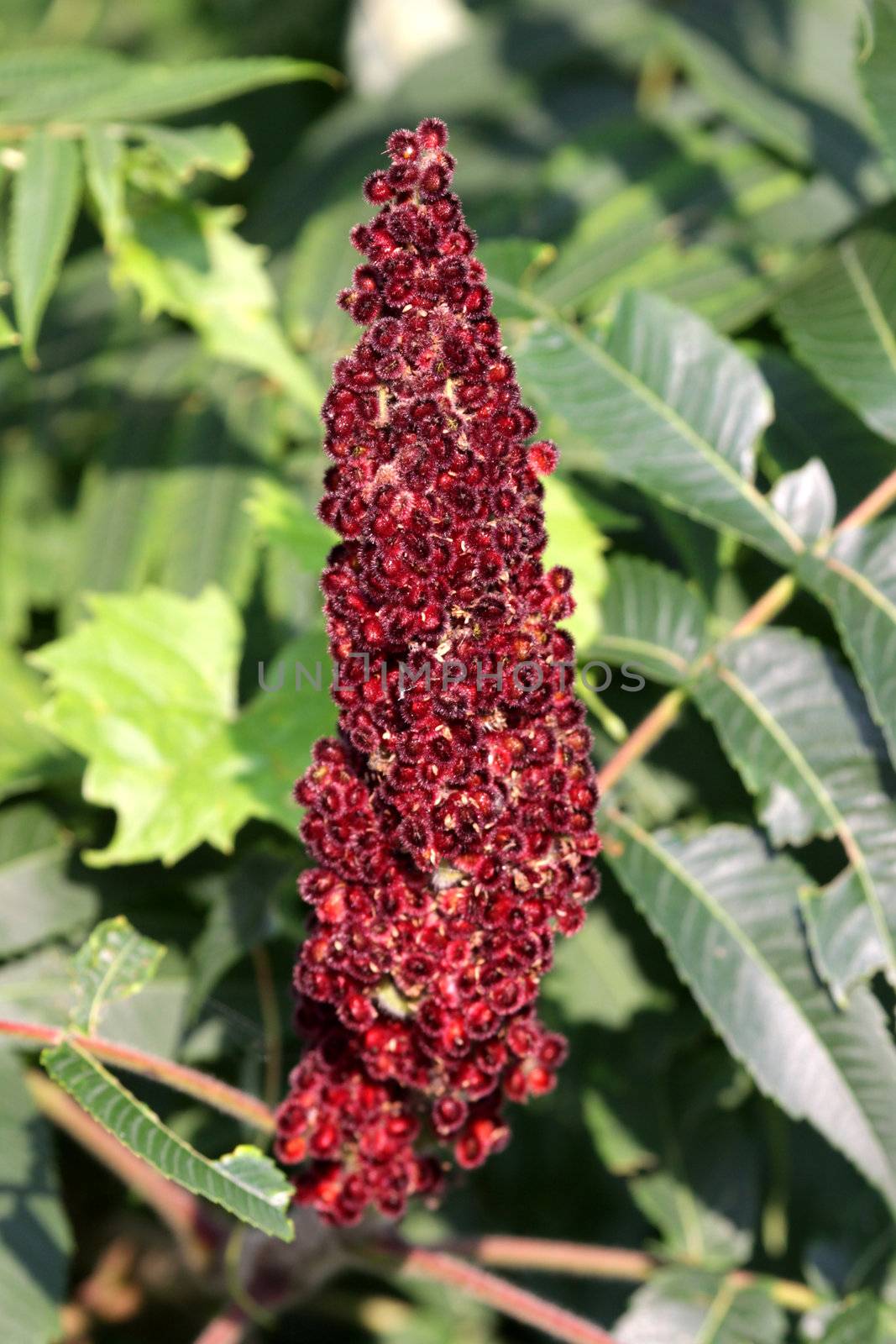A close-up of a Staghorn Sumac (Rhus typhina) flower.
