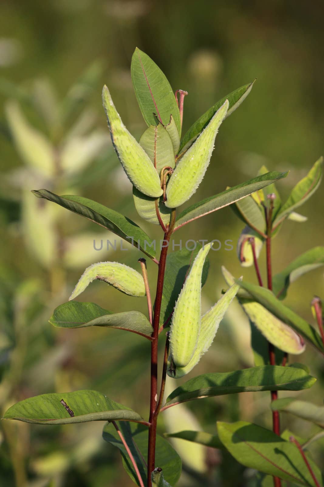 Common Milkweed
 by ca2hill