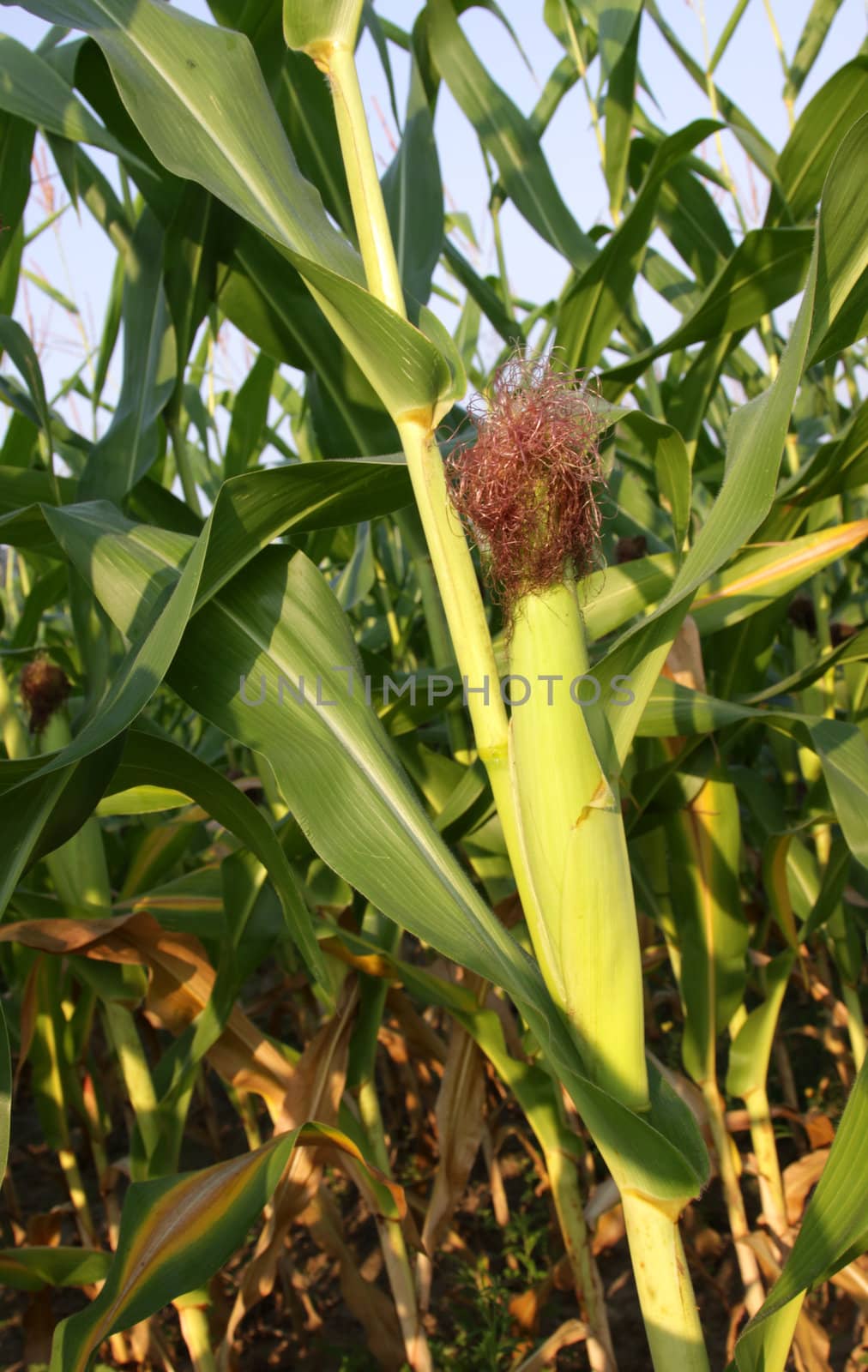 Ear of Corn
 by ca2hill