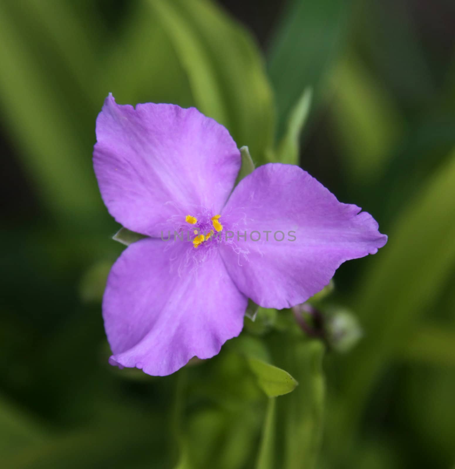 A flower from a Sunshine Charm Spiderwort Flower (Tradescantia) plant.
