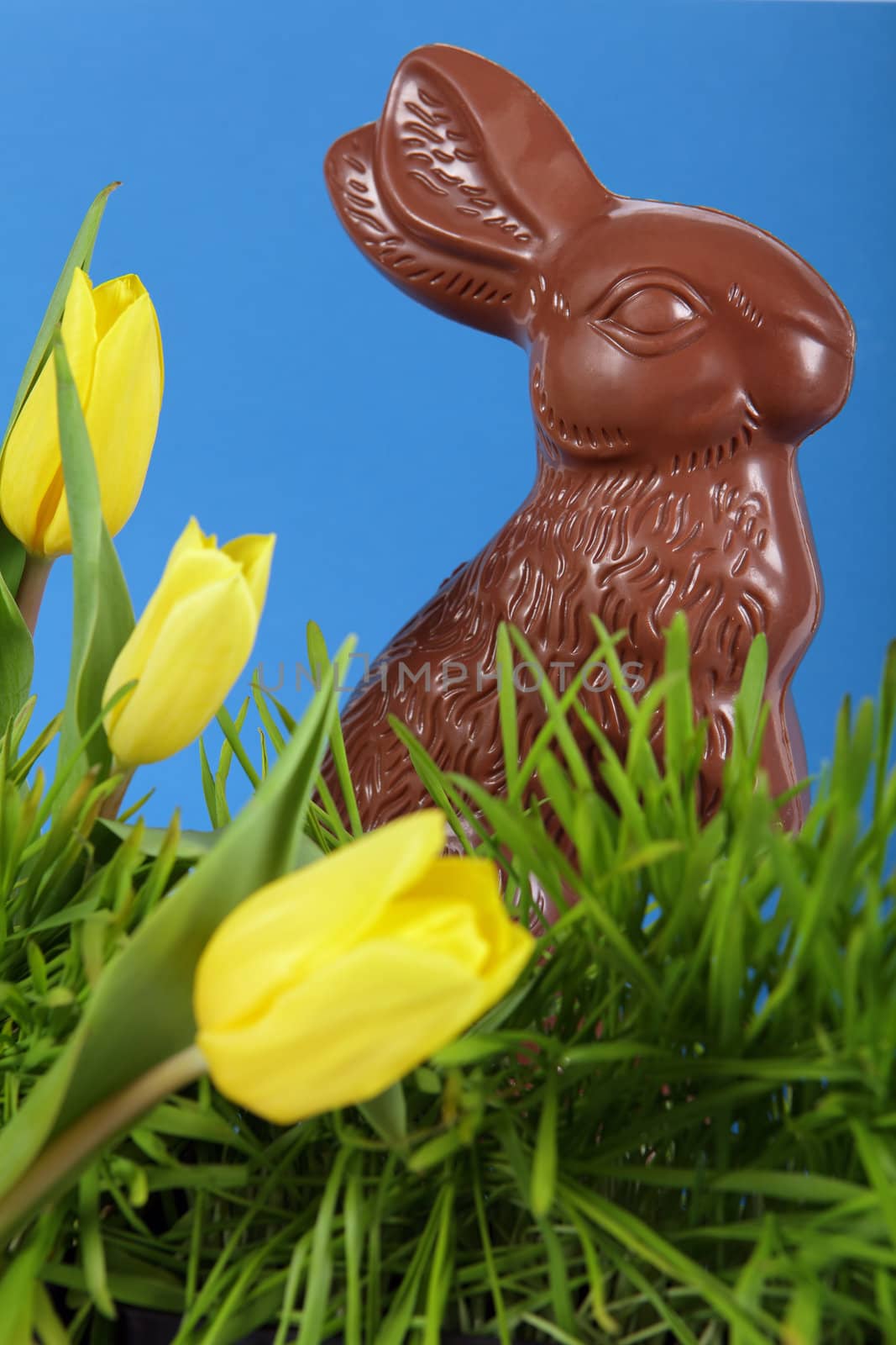 Photo of a chocolate Easter bunny behind grass and yellow tulips. Focus on eye of bunny.