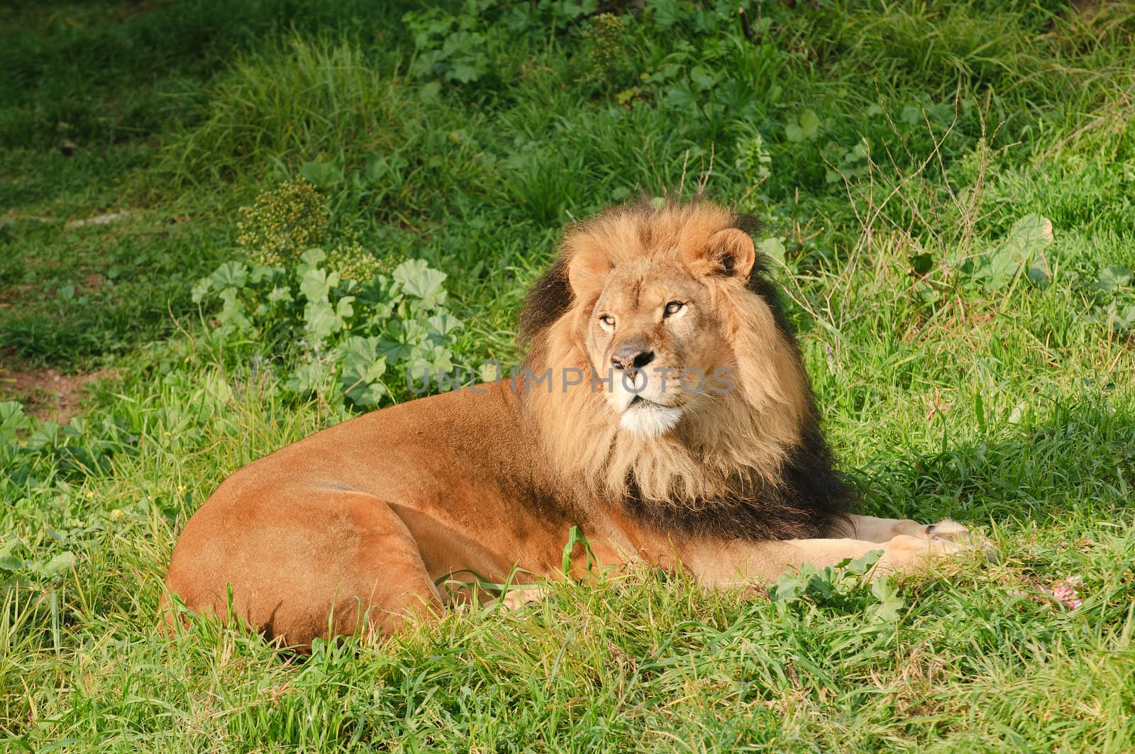 Lions resting after a meal