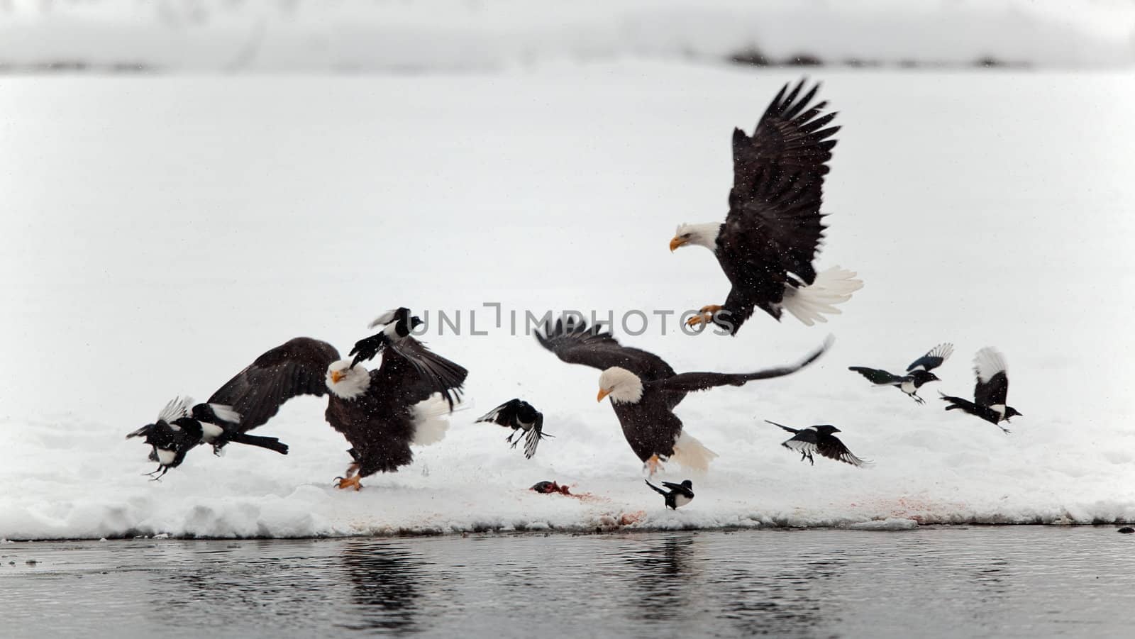  Bald Egles (HALIAEETUS LEUCOCEPHALUS) and magpies fly up from snow.