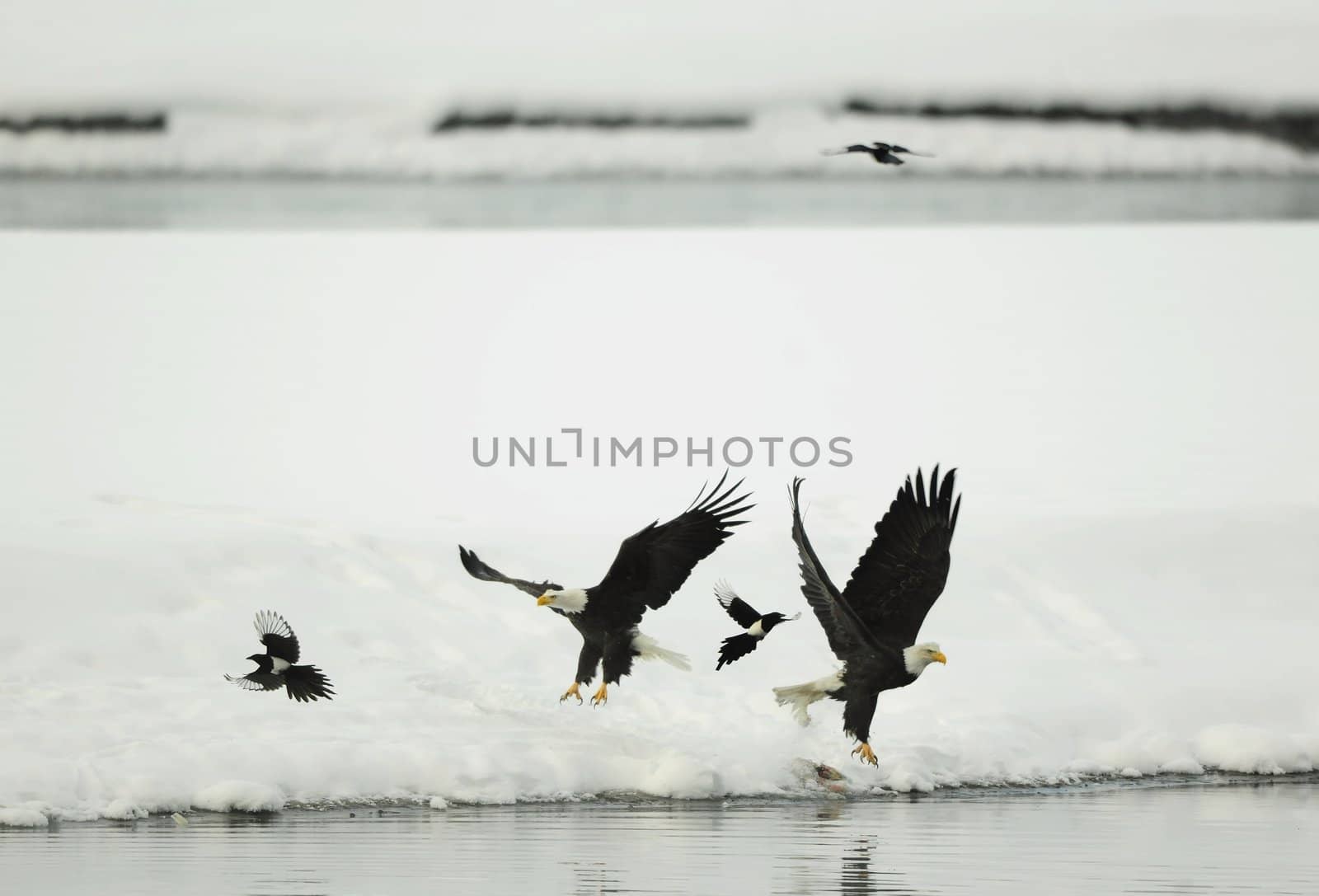 Two Bald Egles (HALIAEETUS LEUCOCEPHALUS) and two magpies fly up from snow.