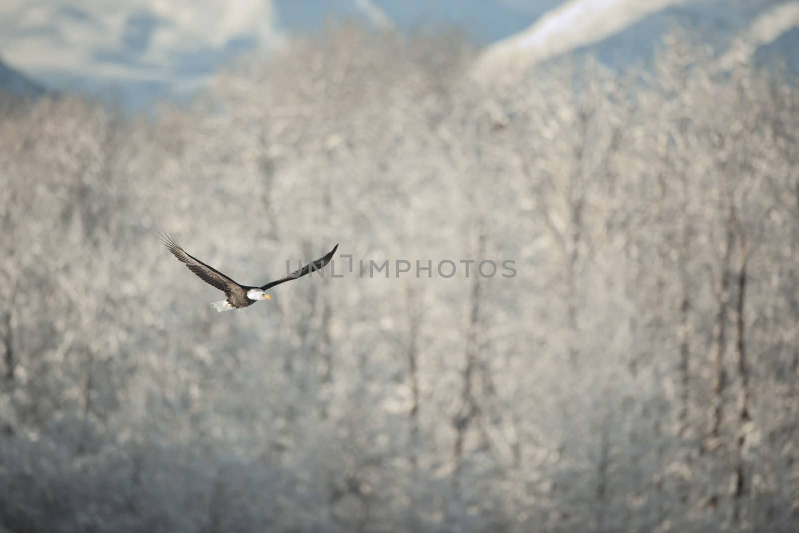 Flying eagle ( Haliaeetus leucocephalus washingtoniensis  )over snow-covered mountains. Winter Alaska. USA