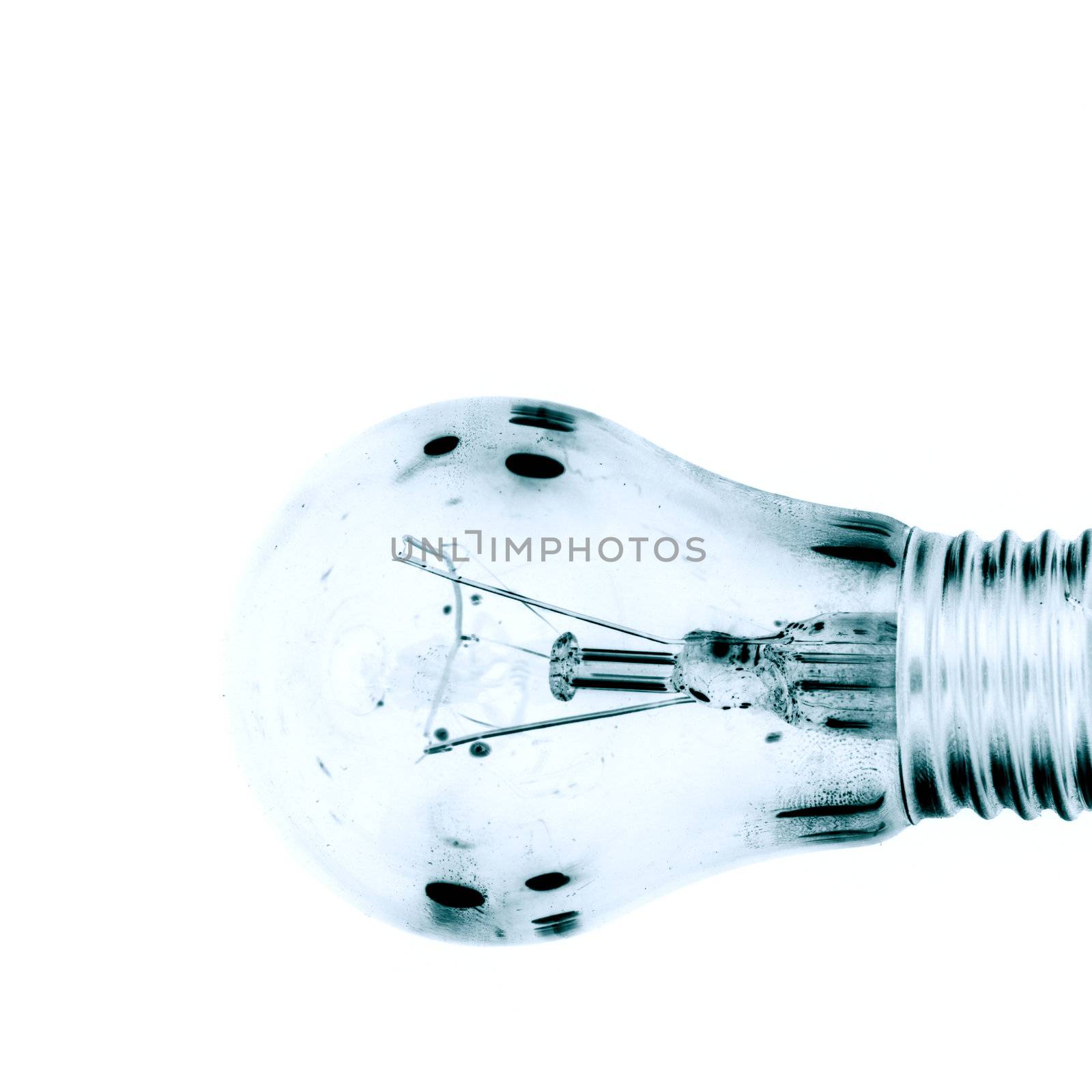 bulb macro close up