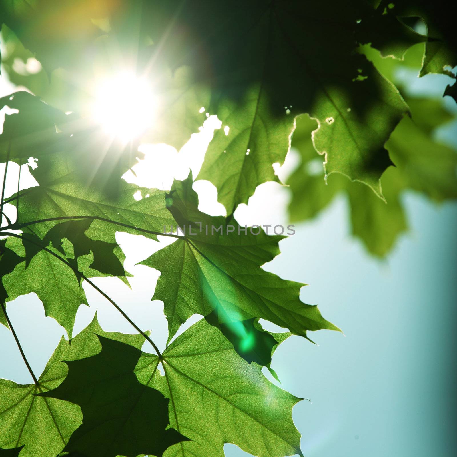 green leaves sun is shine