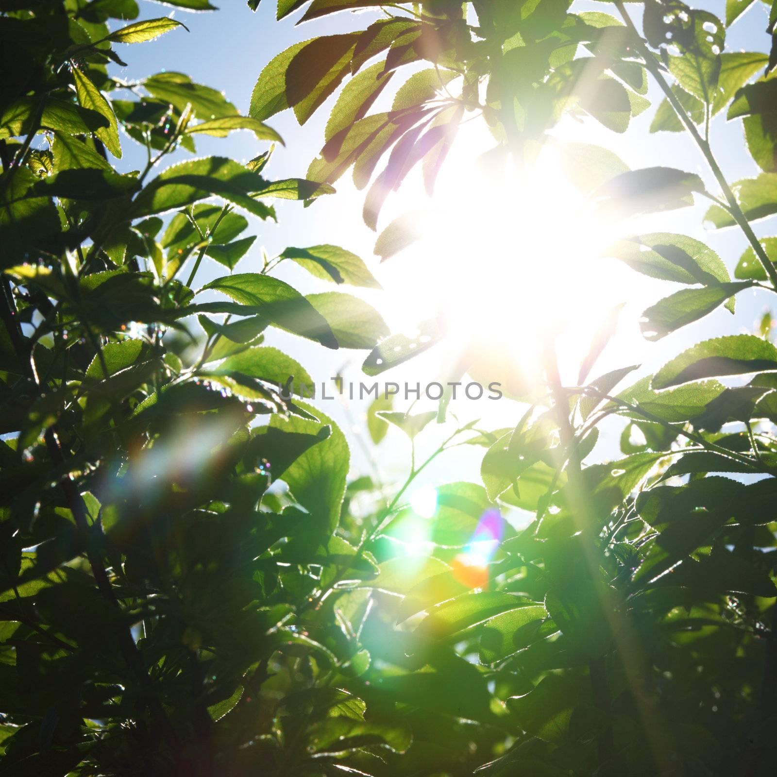 green leaves by Yellowj