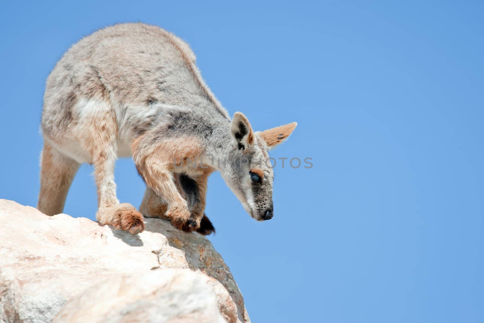 endangered yellow footed rock wallaby in the wild