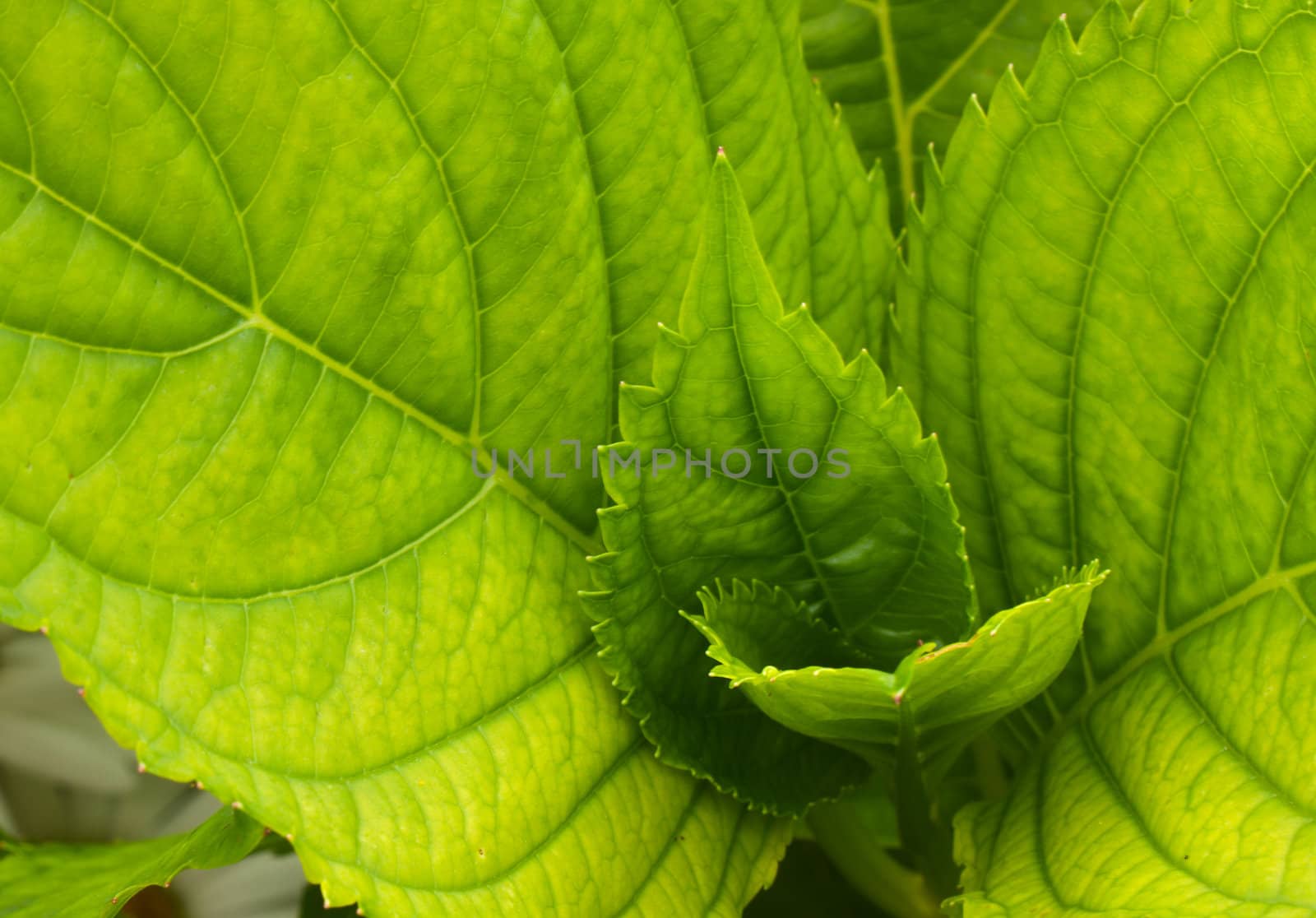 Green leaves and flower