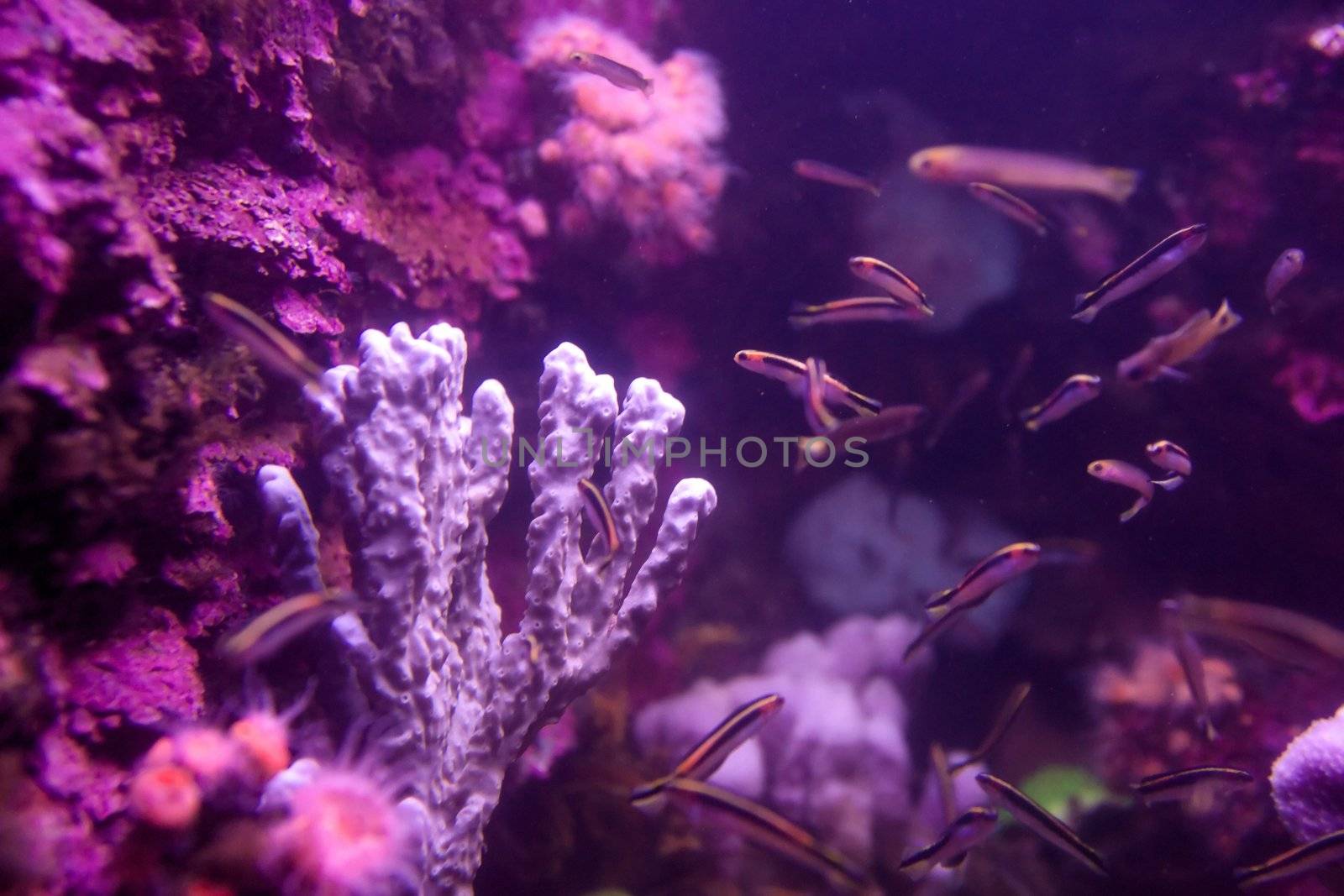 fishes coral and anemones in the bottom of aquarium or sea