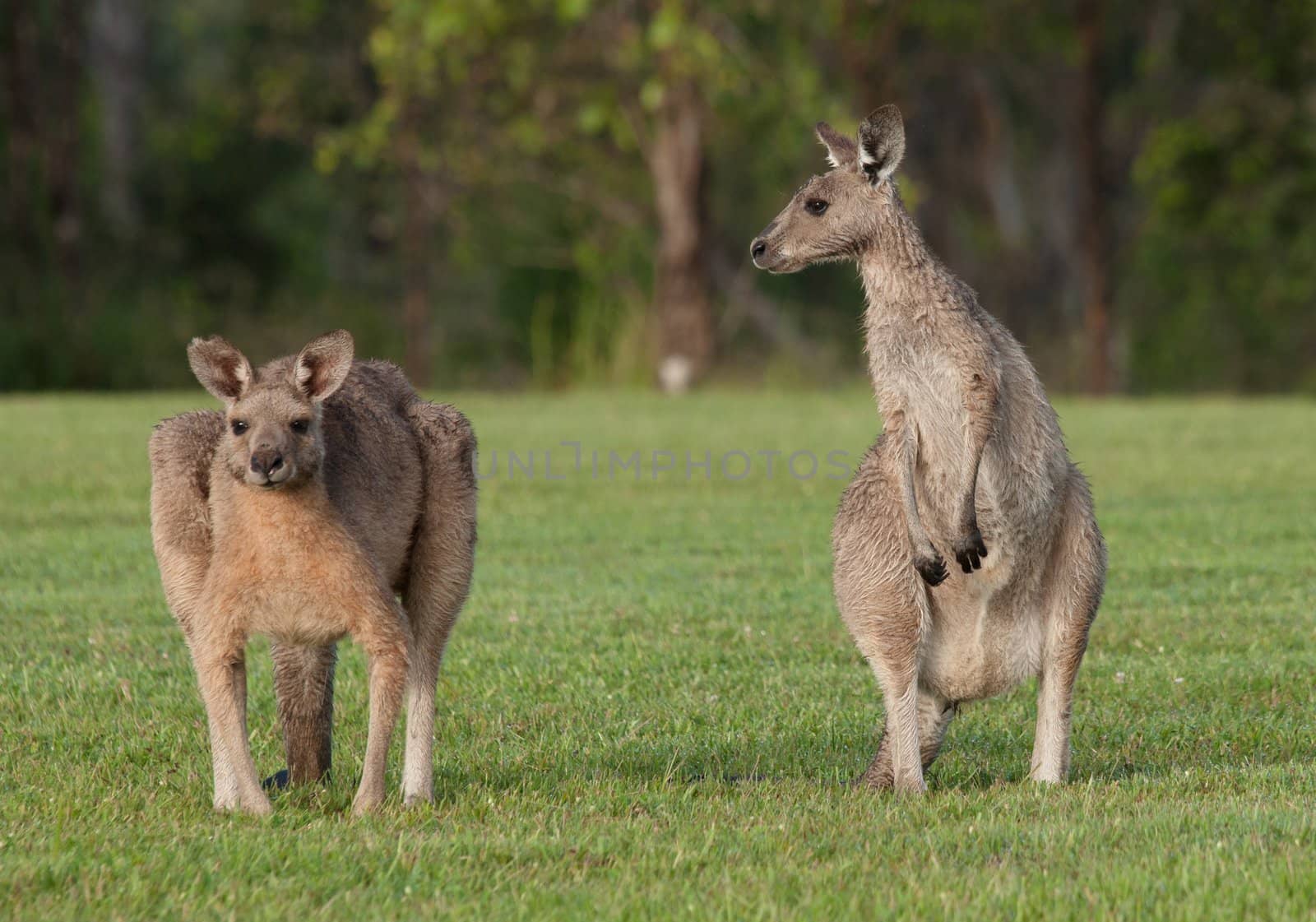 eastern grey kangaroos by clearviewstock