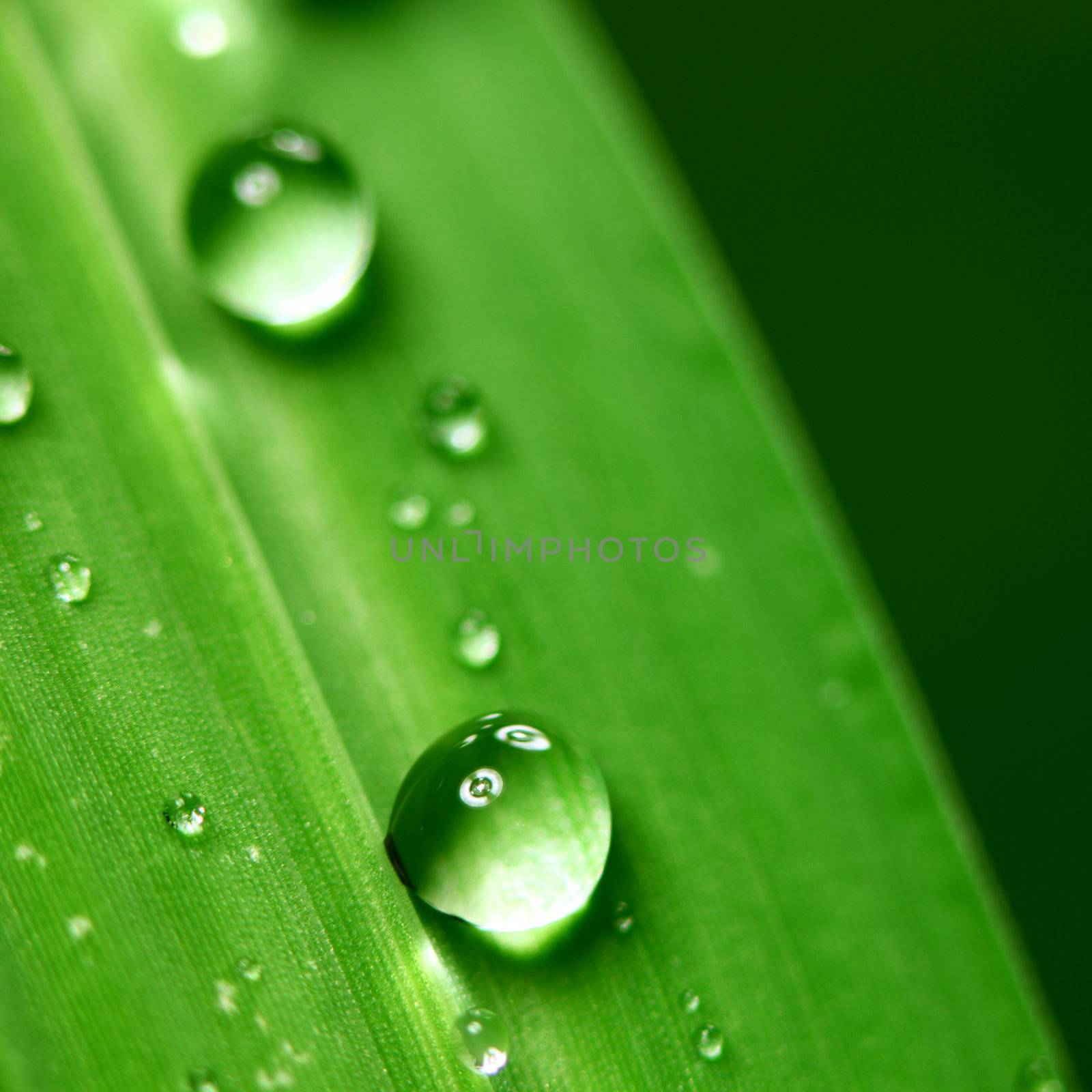 big water drop on grass blade
