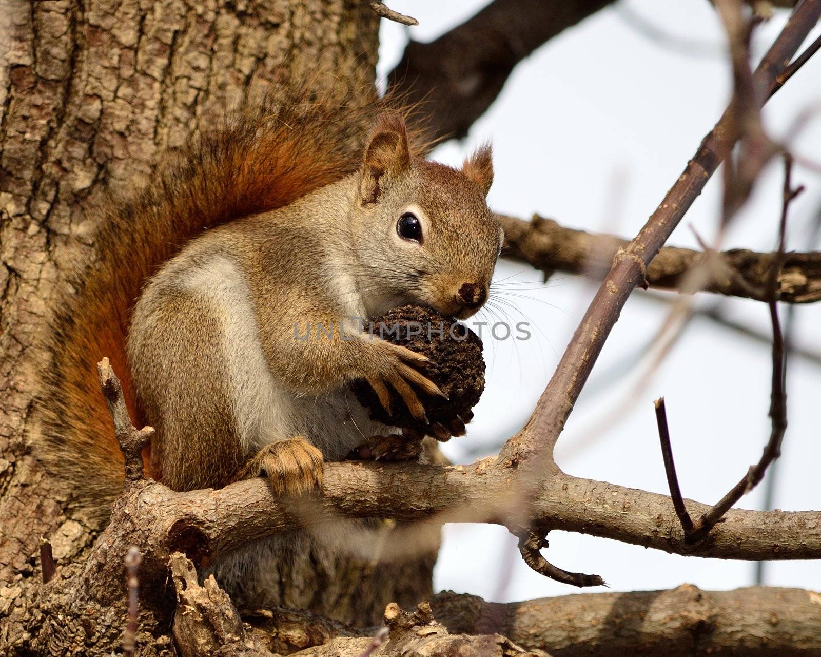 A red squirrel perched in a tree eating a walnut.