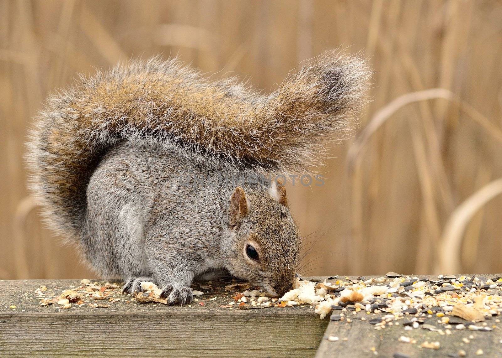 A Gray Squirrel perched on wood post.