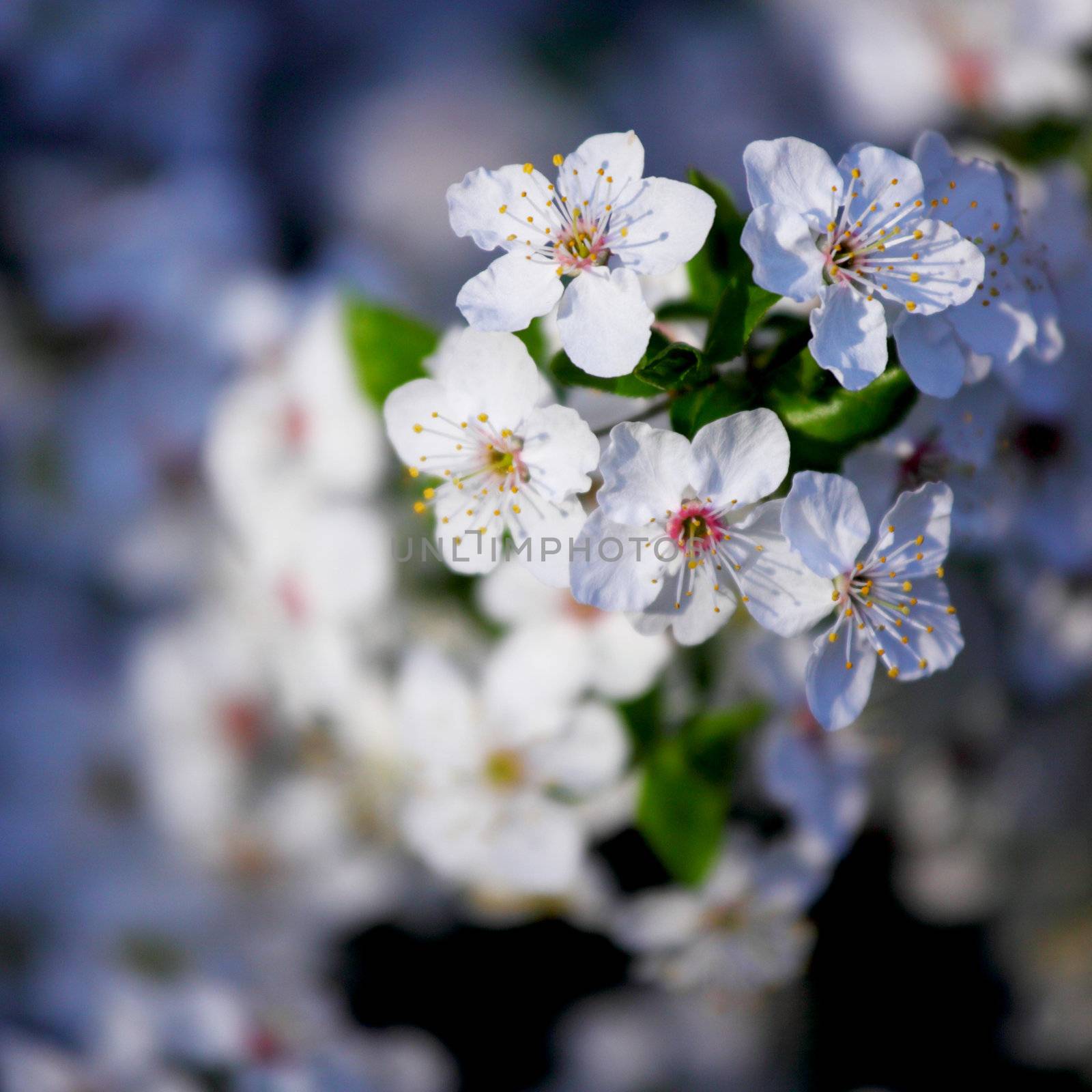  spring white flower close up