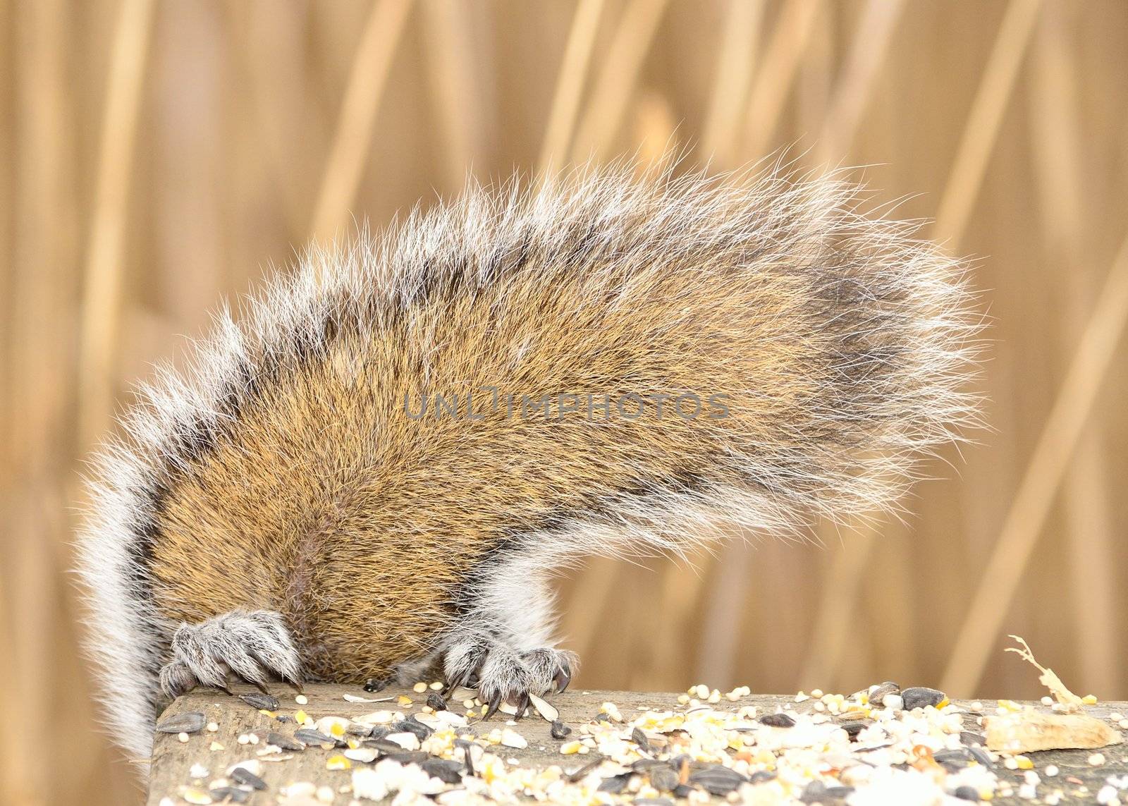 A Gray Squirrel tail as he climbs back off a wooden post.