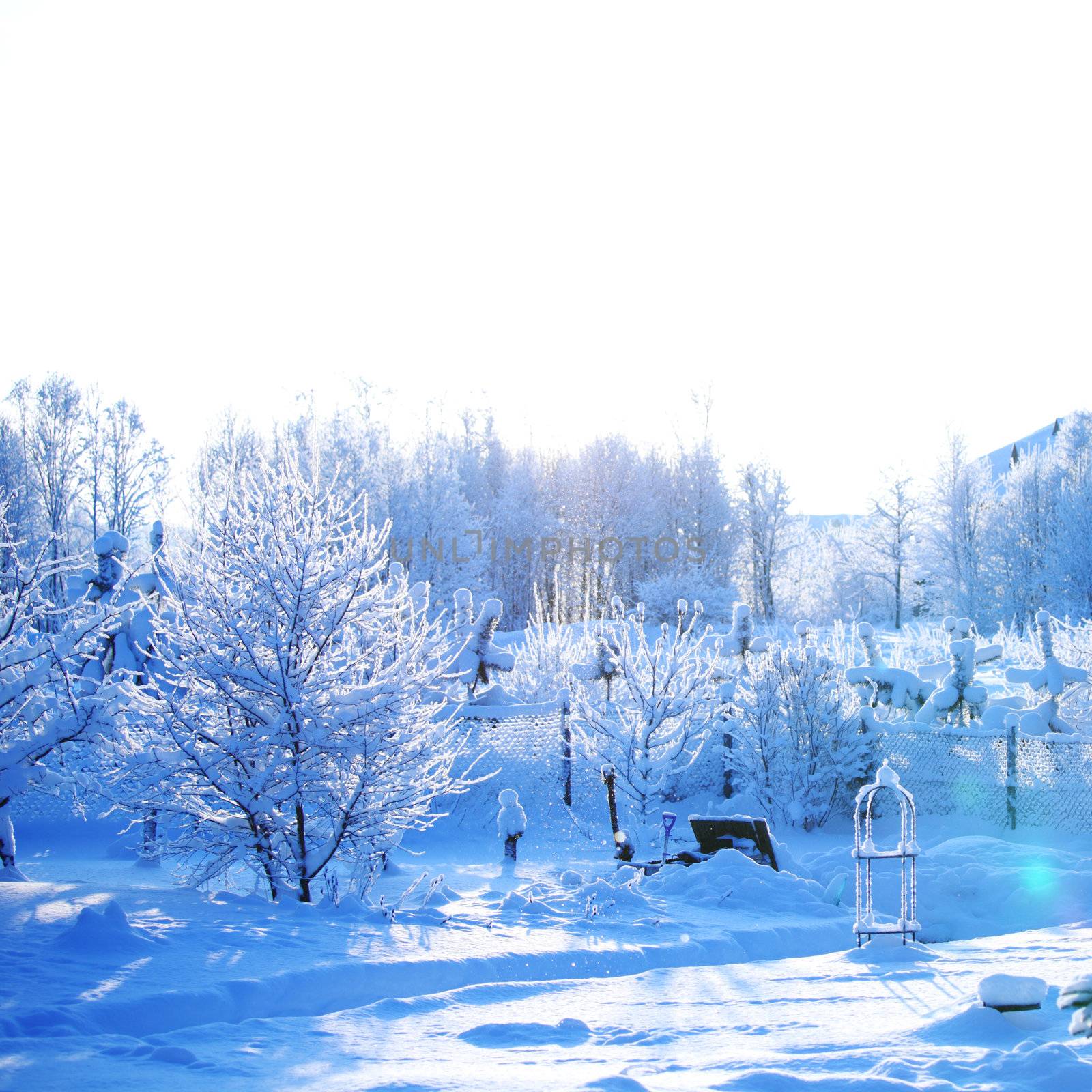 pine forest in snow