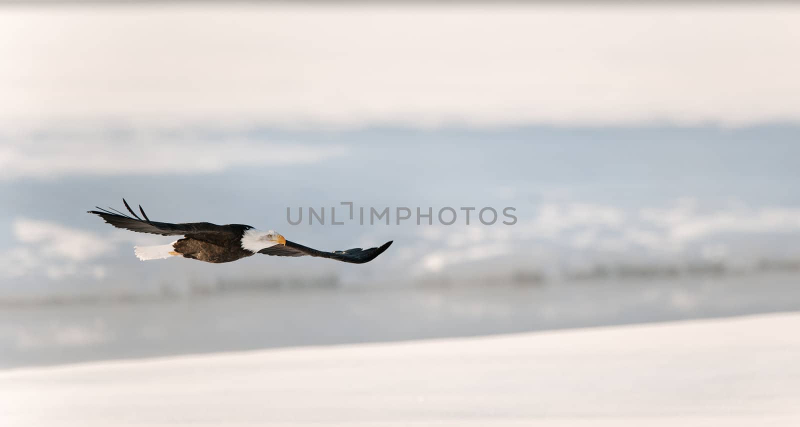 Flying eagle ( Haliaeetus leucocephalus washingtoniensis  )over snow-covered river. Winter Alaska. USA