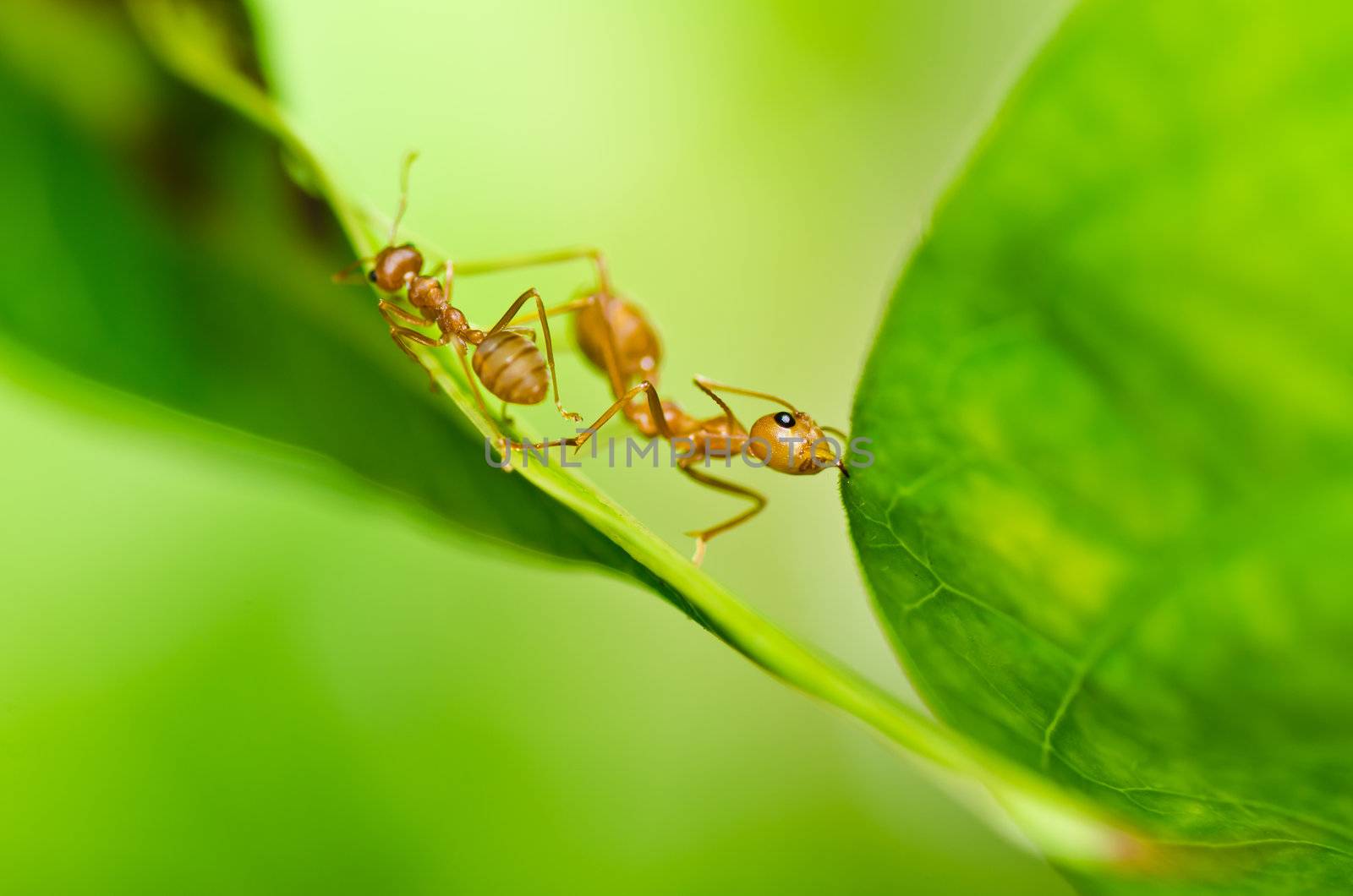 red ant in green nature or in forest