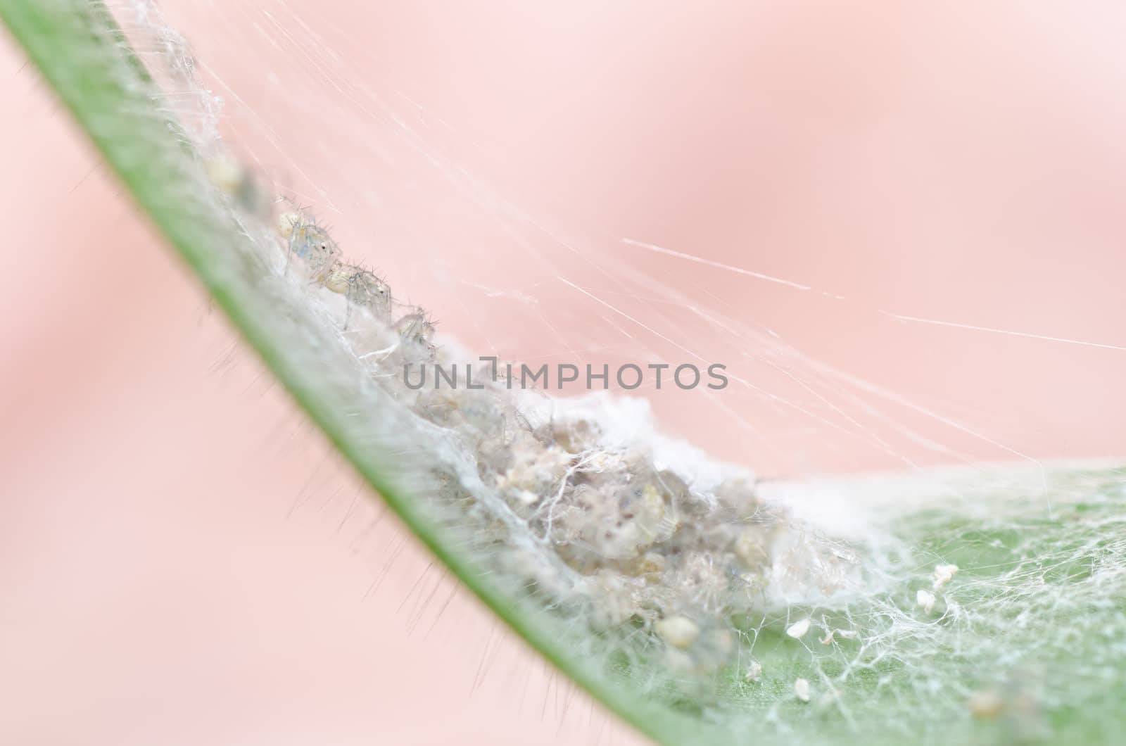 long legs spider in green nature or the garden