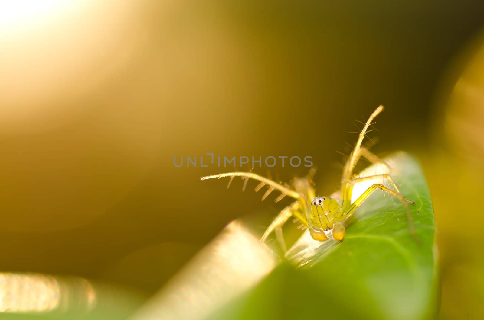 long legs spider in green nature by sweetcrisis