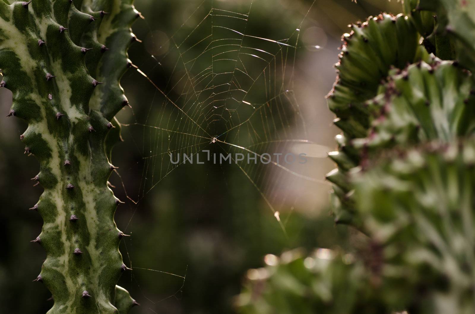 Spider web in green nature or in the forest