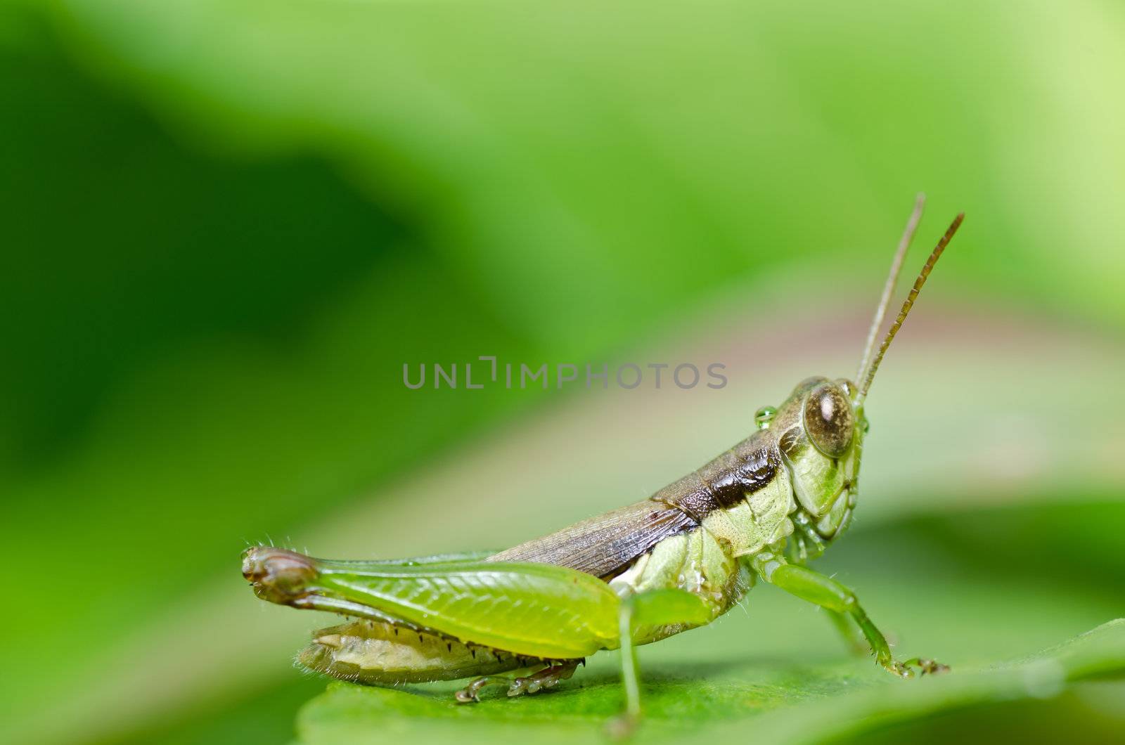 grasshopper in green nature or in the garden