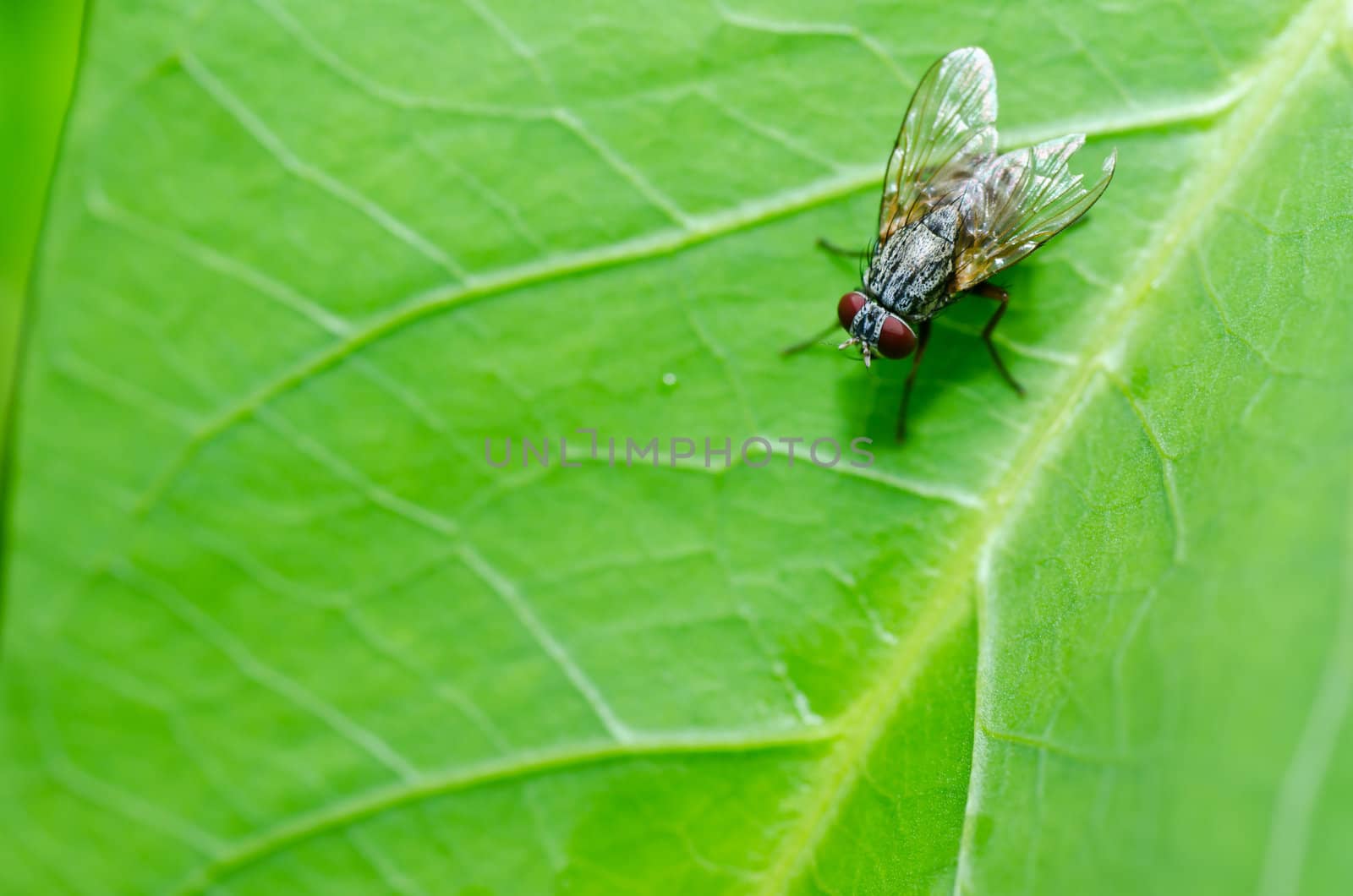 fly in green nature by sweetcrisis