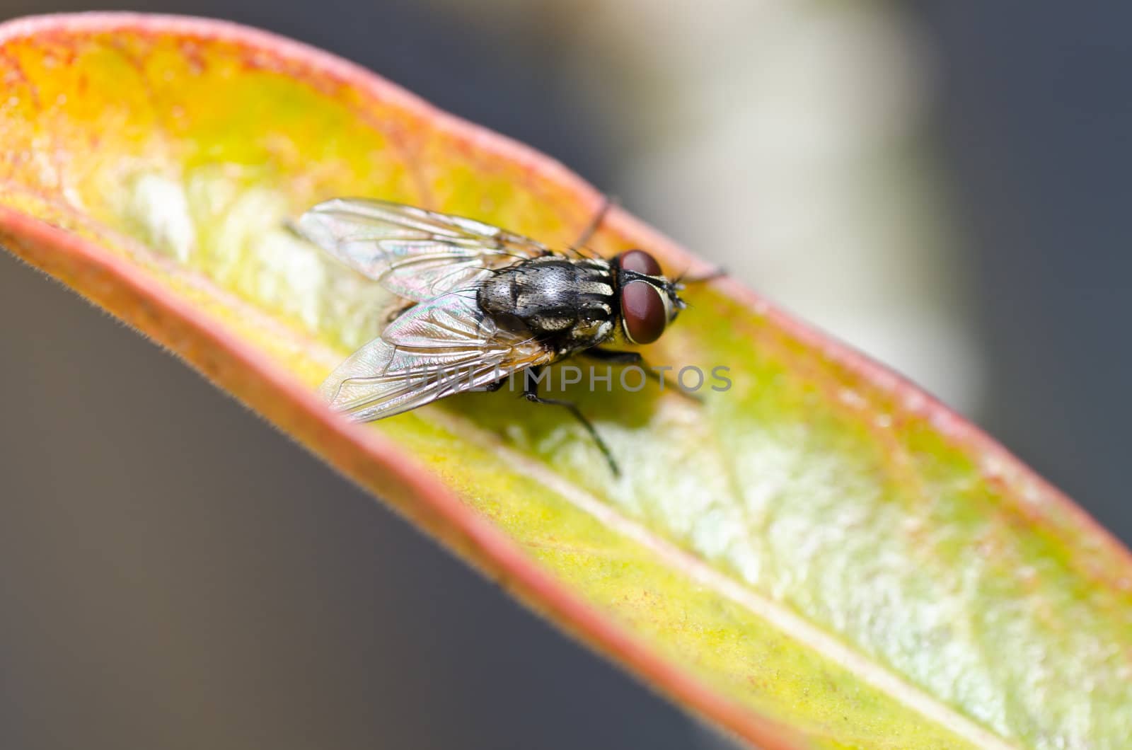 fly in green nature by sweetcrisis