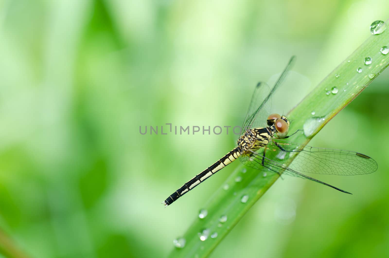 dragonfly in garden or in green nature