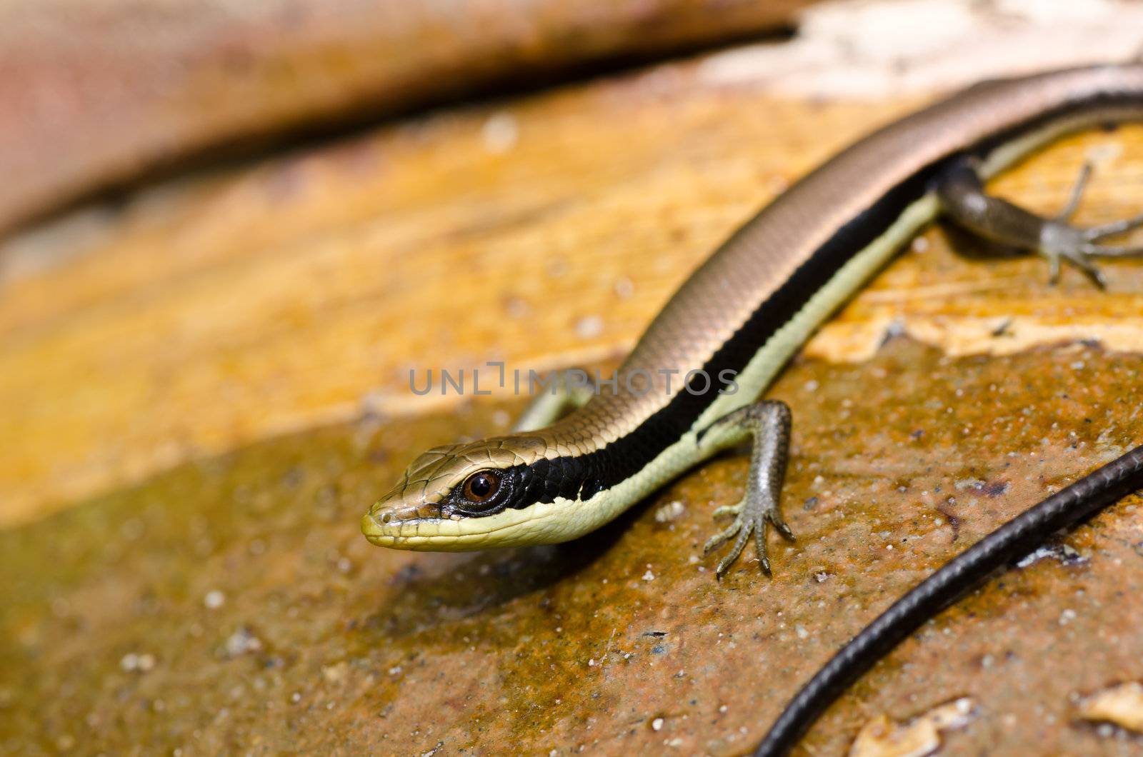 Skink in garden by sweetcrisis