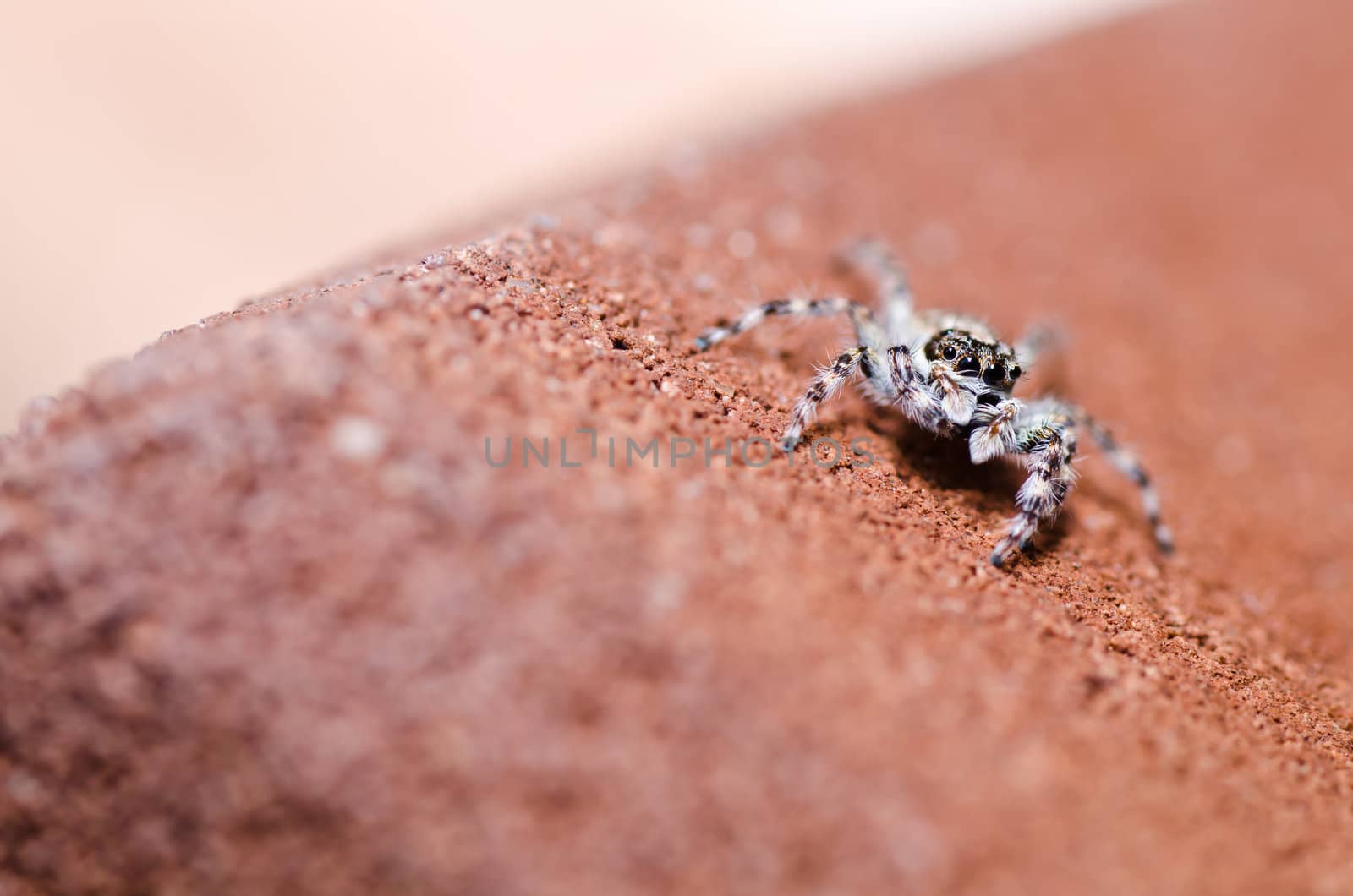 jumping spider in green nature by sweetcrisis