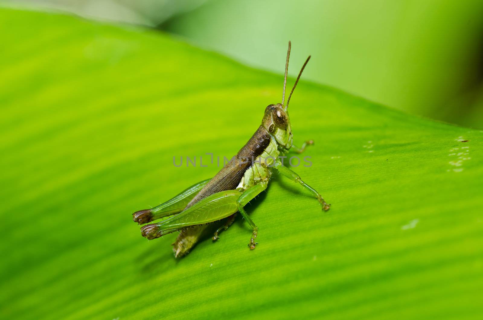 grasshopper in green nature or in the garden