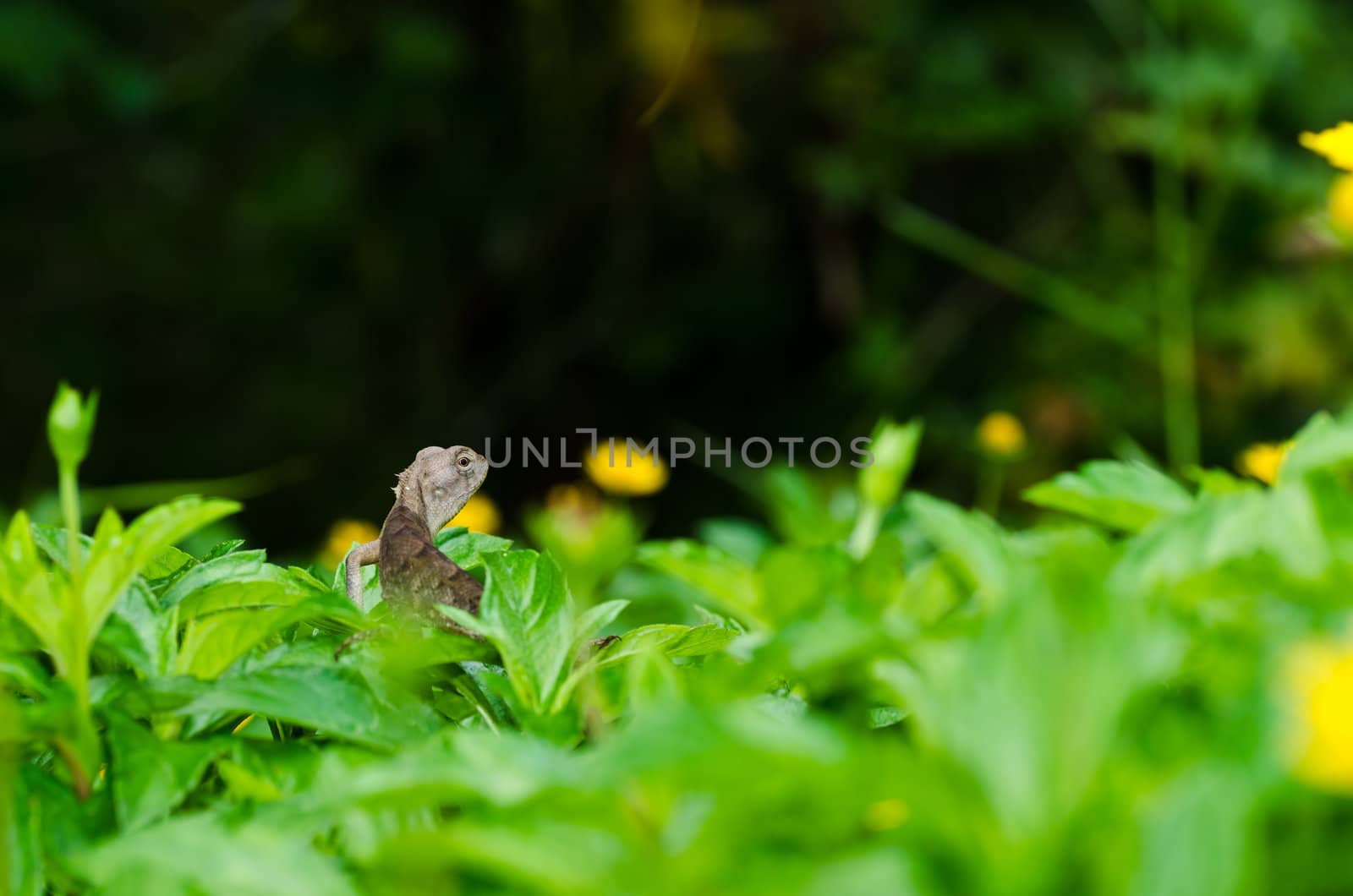 Lizard in green nature or in park or in the garden