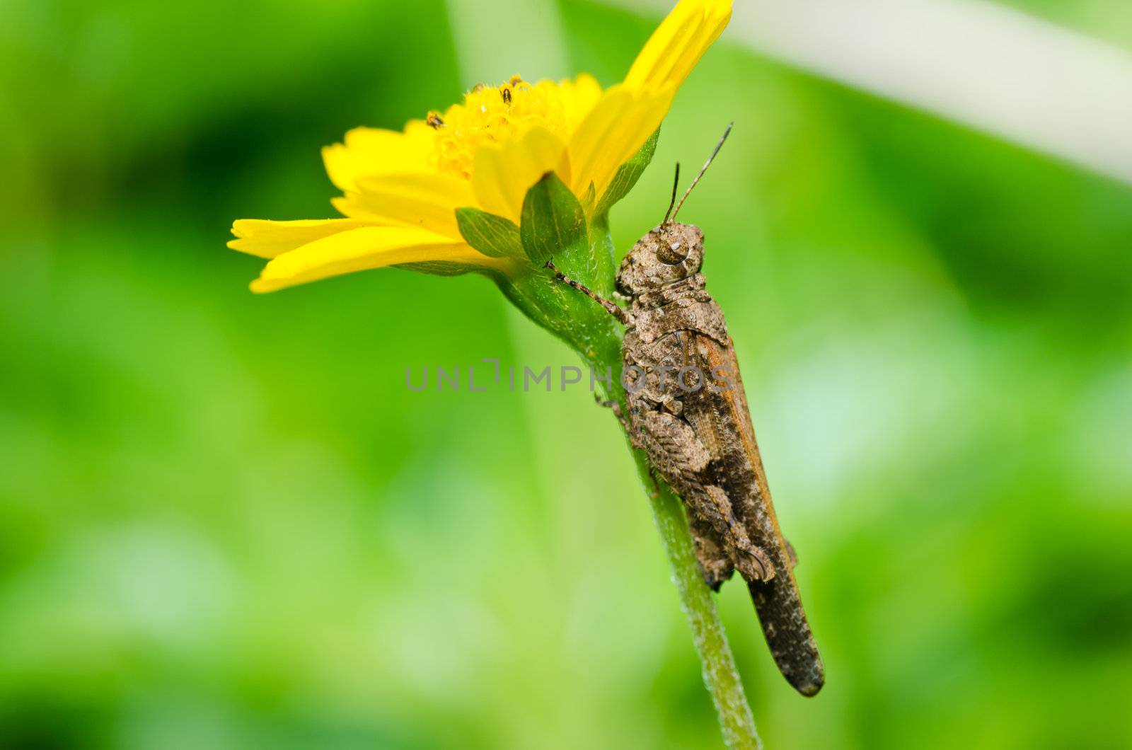 grasshopper and yellow flower in green nature  by sweetcrisis