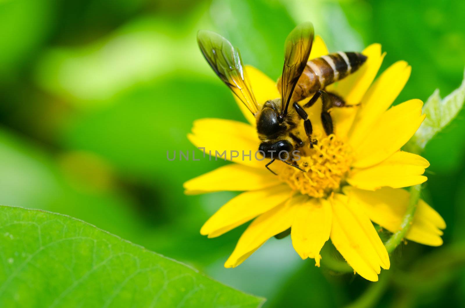 bee and yellow flower in green nature by sweetcrisis