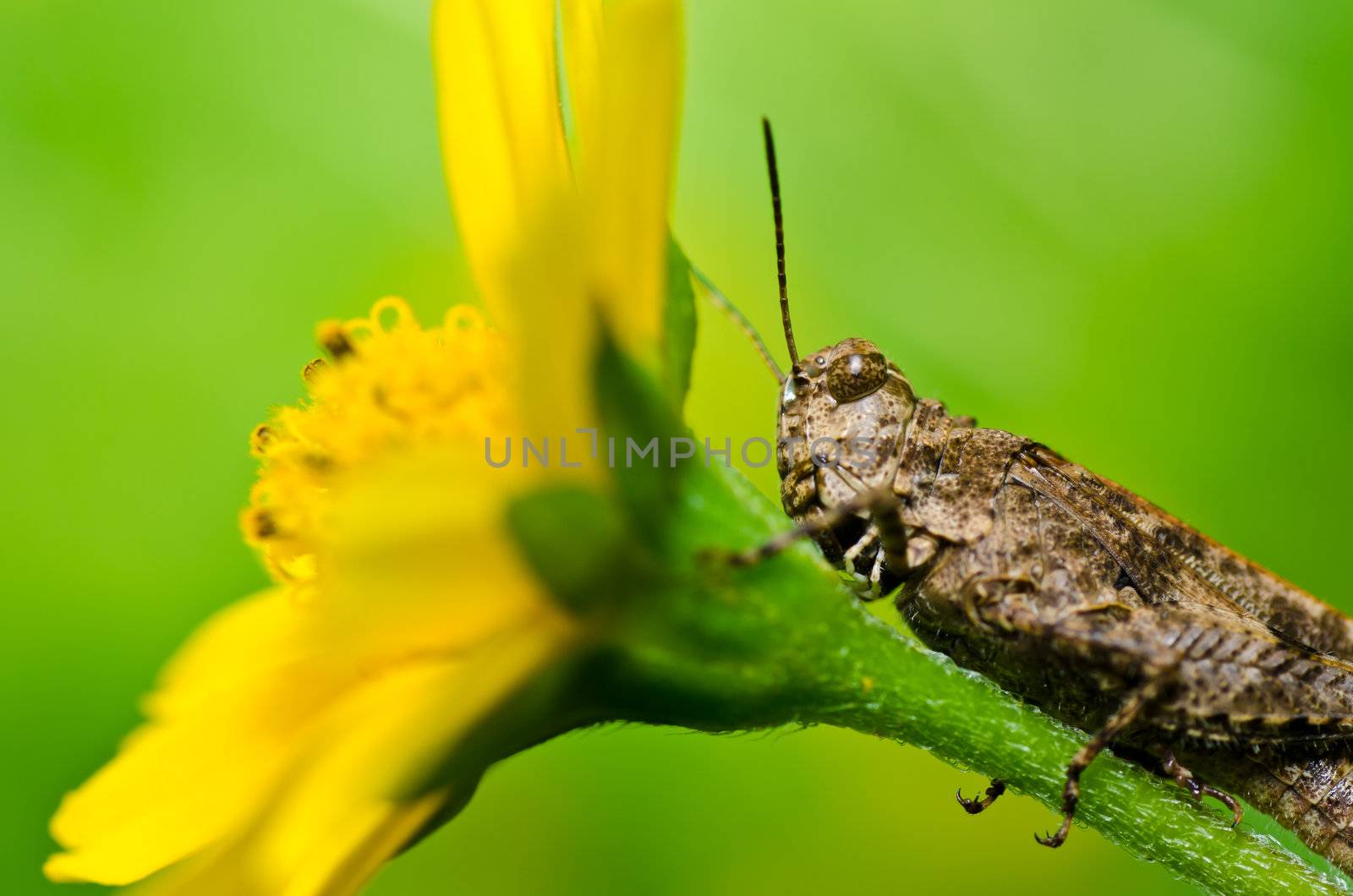 grasshopper in green nature or in the garden