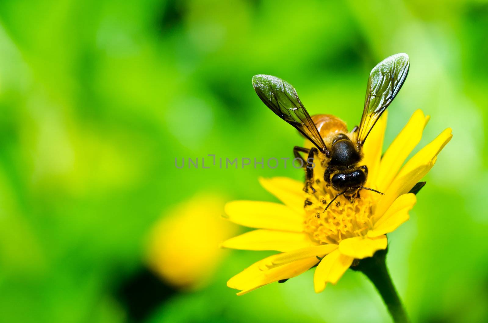 bee in green nature or in the garden