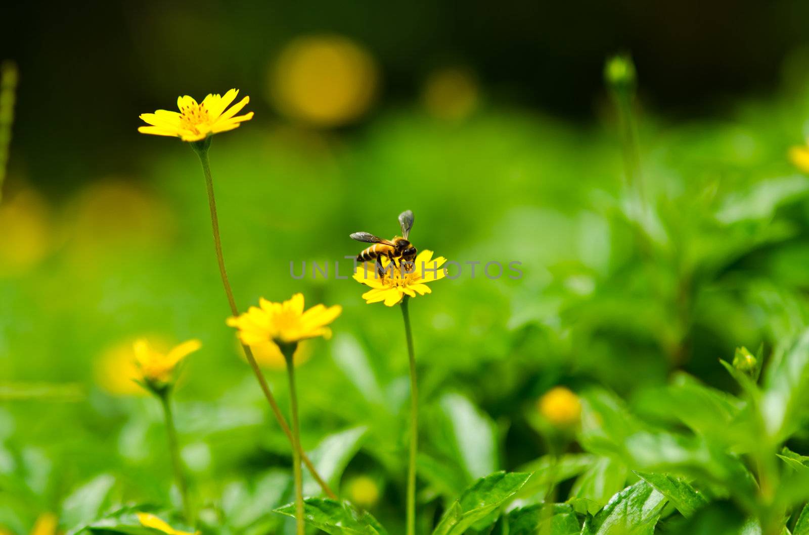 bee and yellow flower in green nature by sweetcrisis