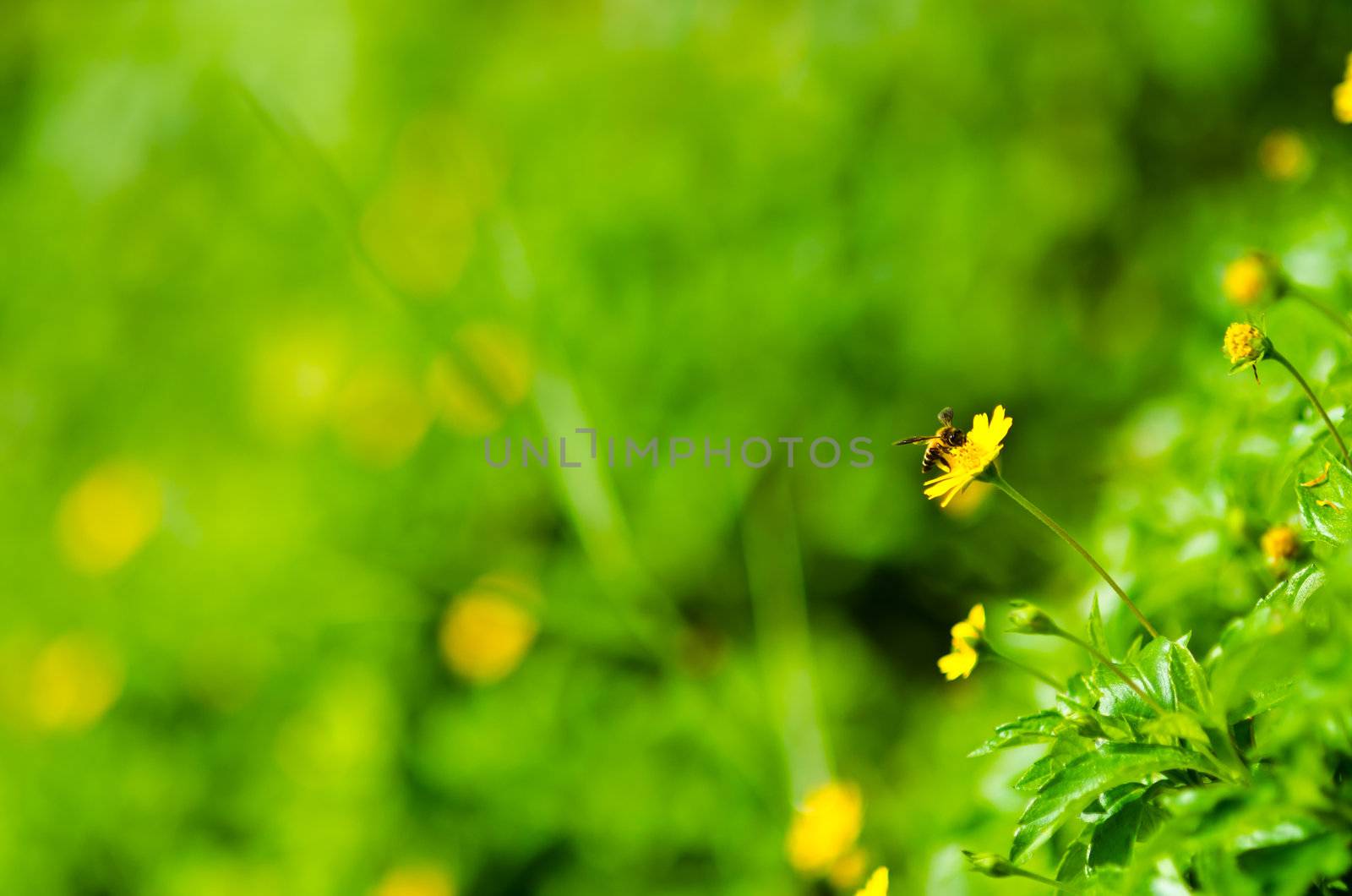 bee and yellow flower in green nature by sweetcrisis