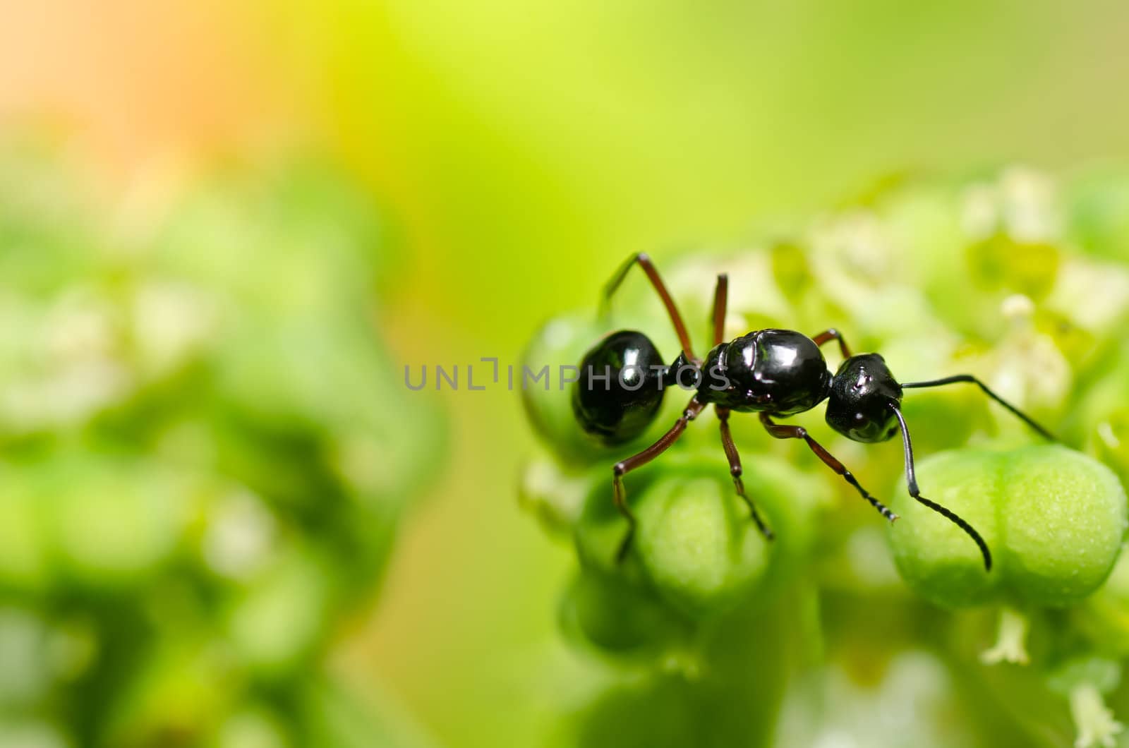 black ant in green nature by sweetcrisis