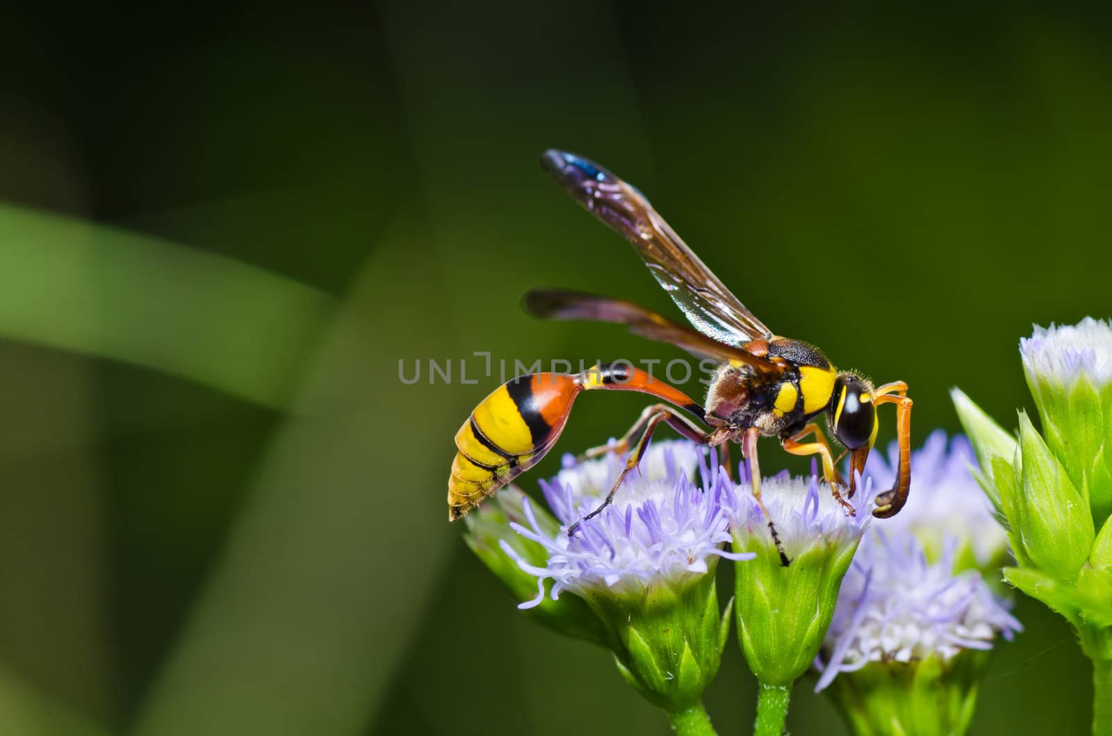 yellow wasp in green nature or in garden. It's danger.