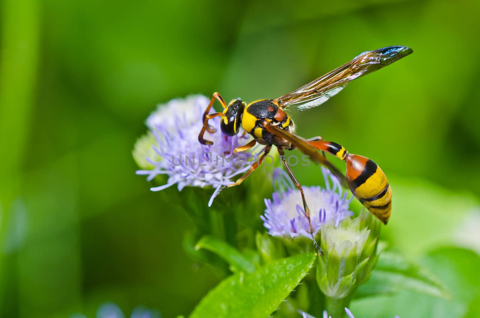 yellow wasp in green nature or in garden by sweetcrisis