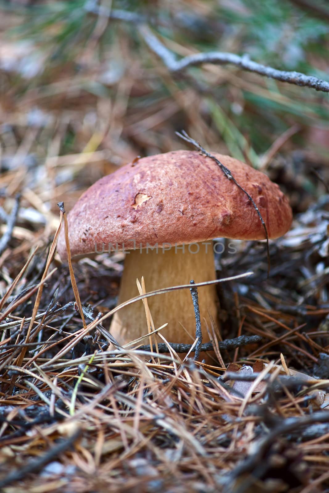 Mushroom in woods. Image with shallow depth of field.