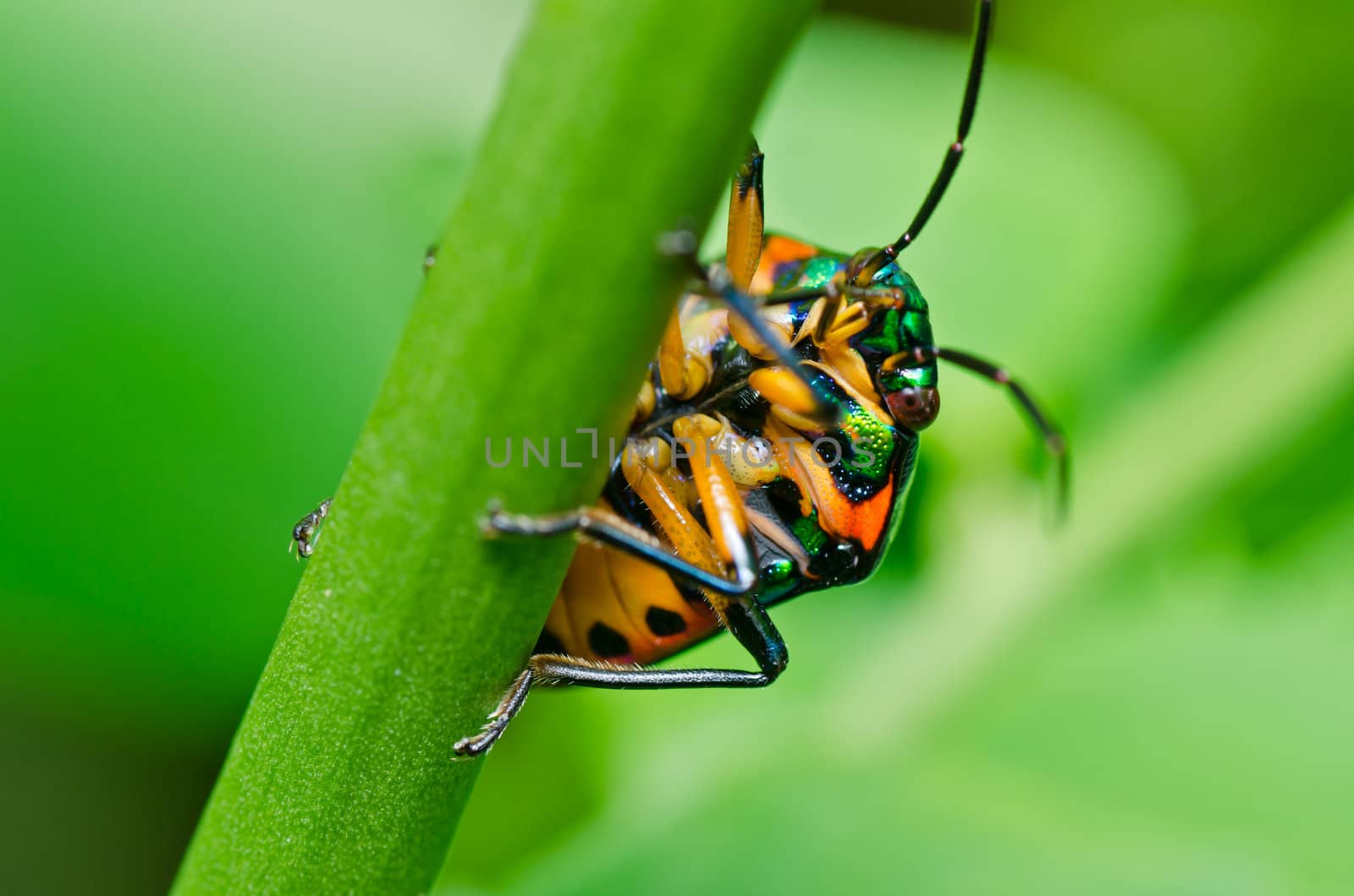 jewel beetle in green nature by sweetcrisis