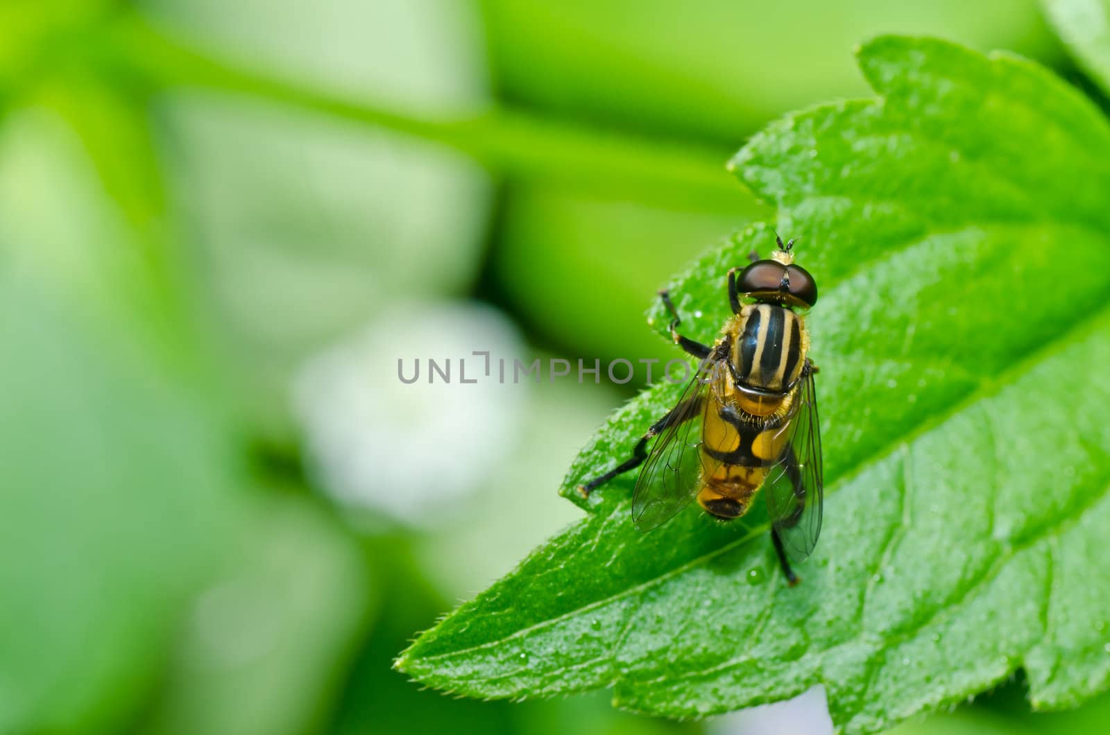 Flower files or Fruit flies in green nature or around on flower